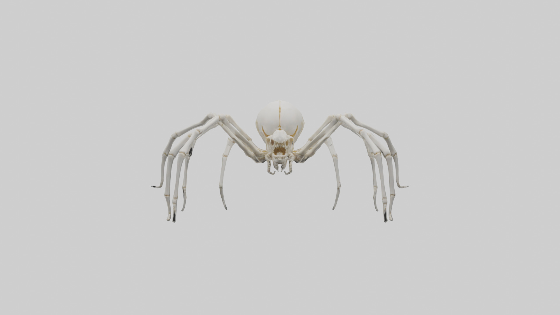 Spider Lily model 3D model_28