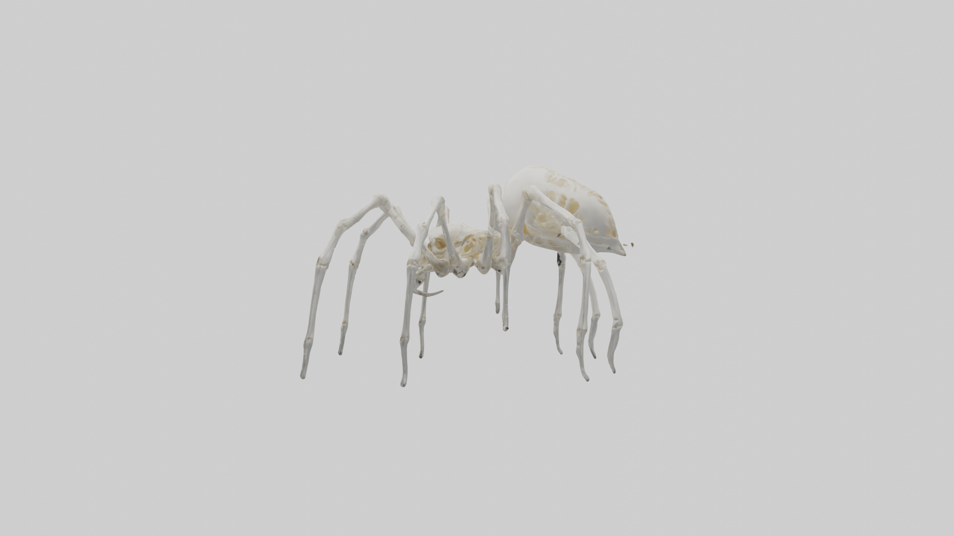 Spider Lily model 3D model_31