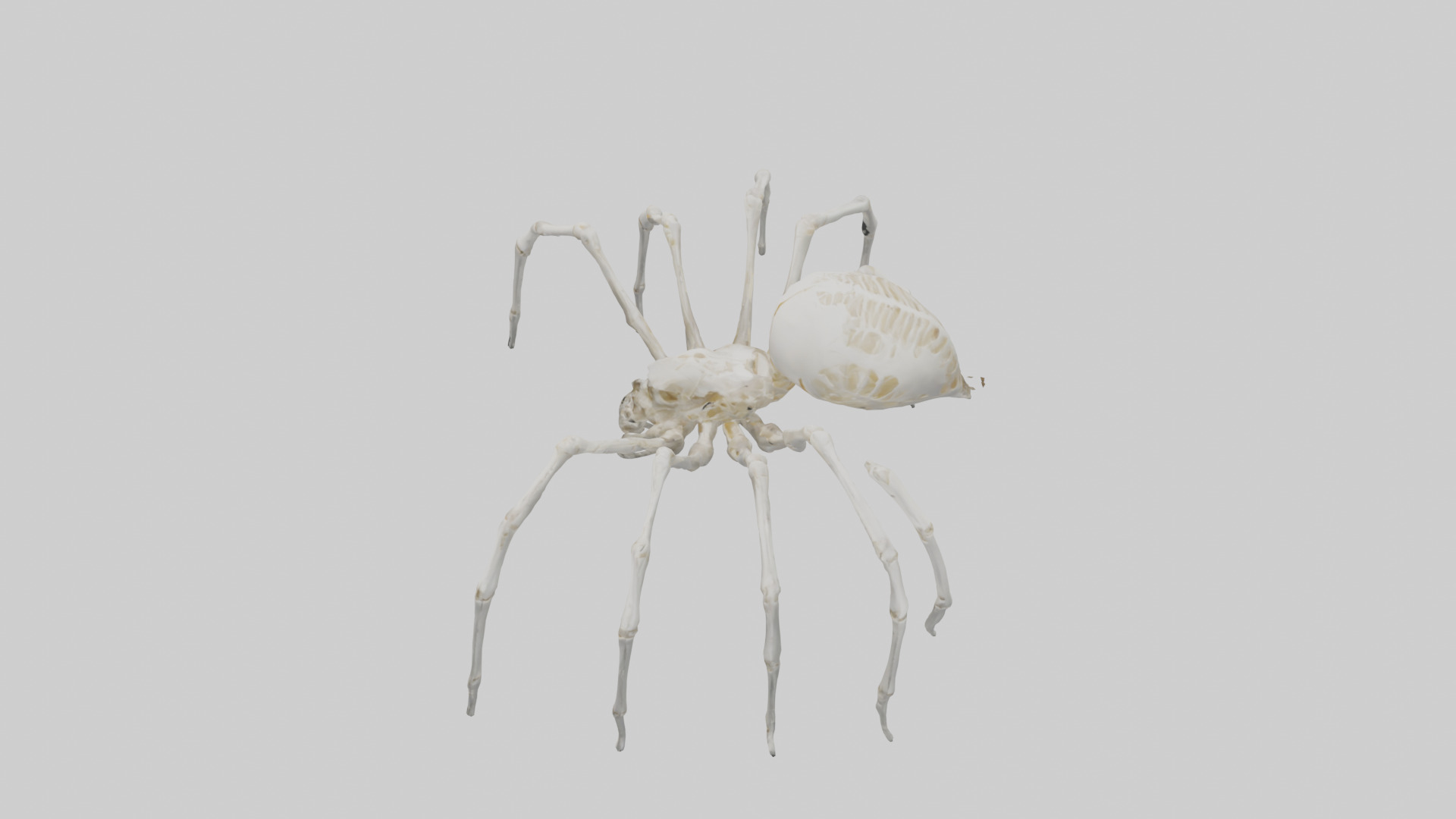 Spider Lily model 3D model_36