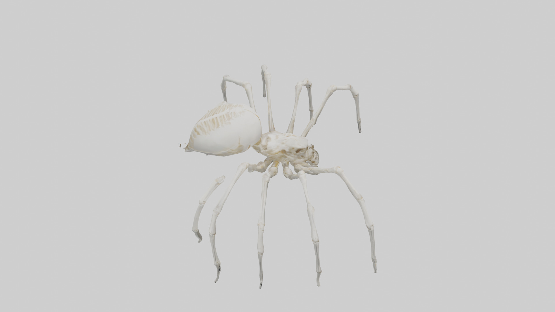Spider Lily model 3D model_37