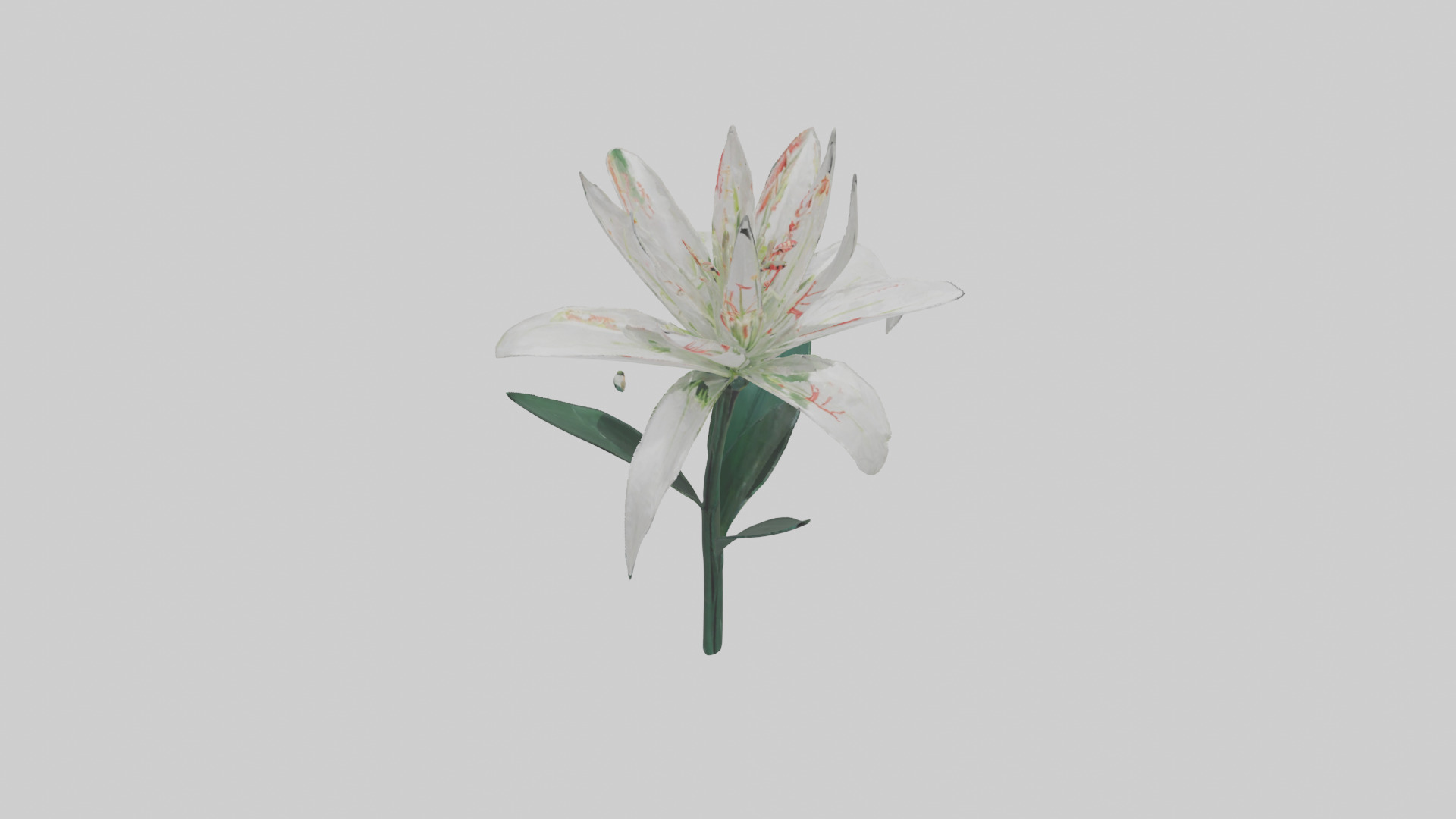 Spider Lily model 3D model_16