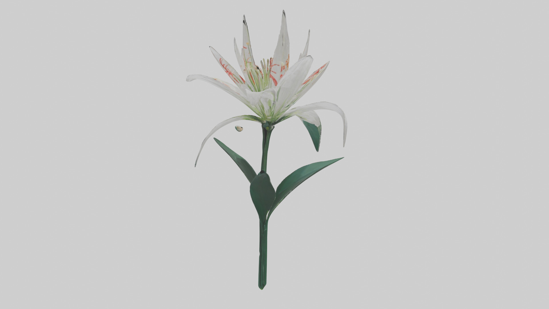 Spider Lily model 3D model_8