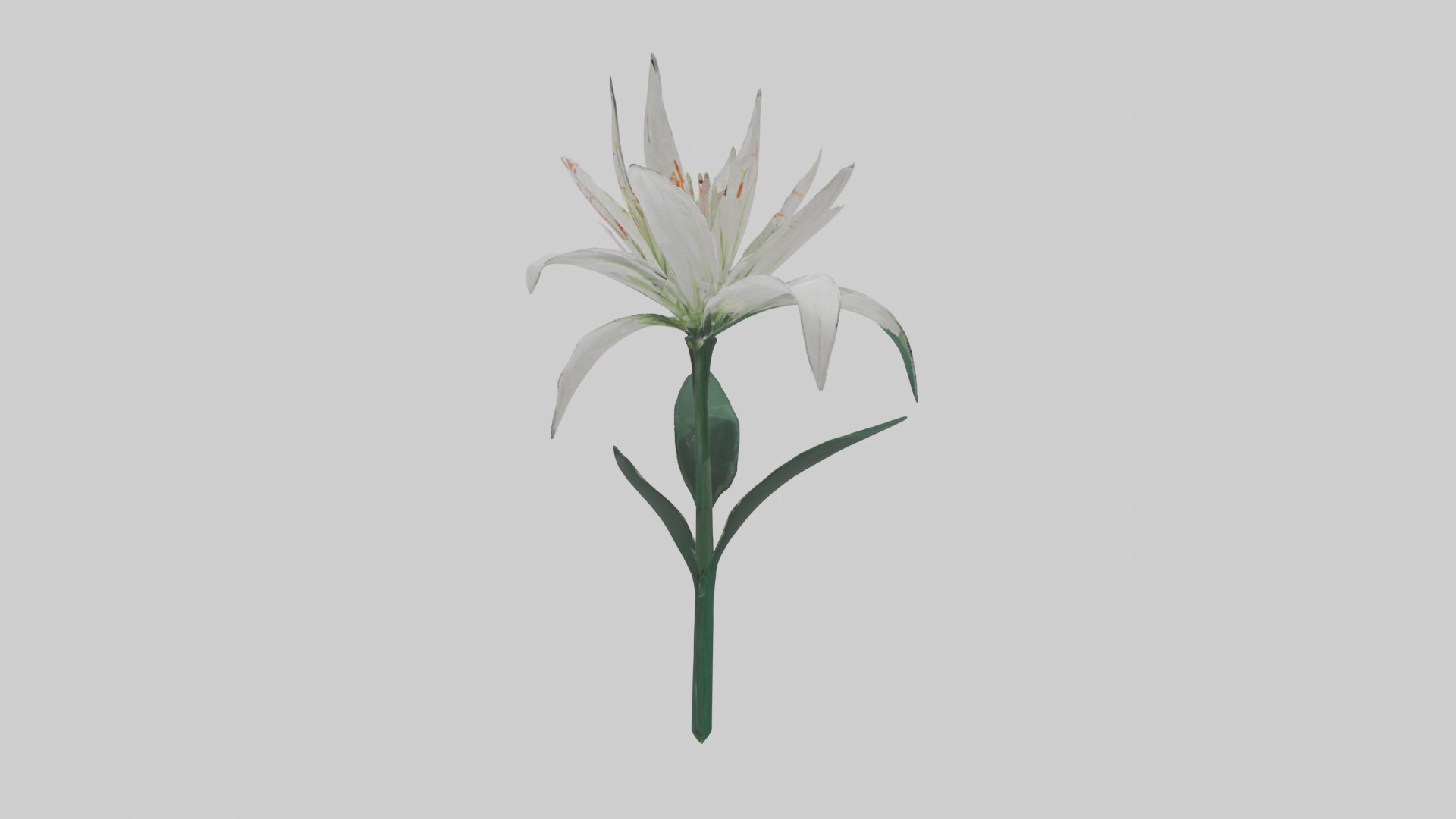 Spider Lily model 3D model_12