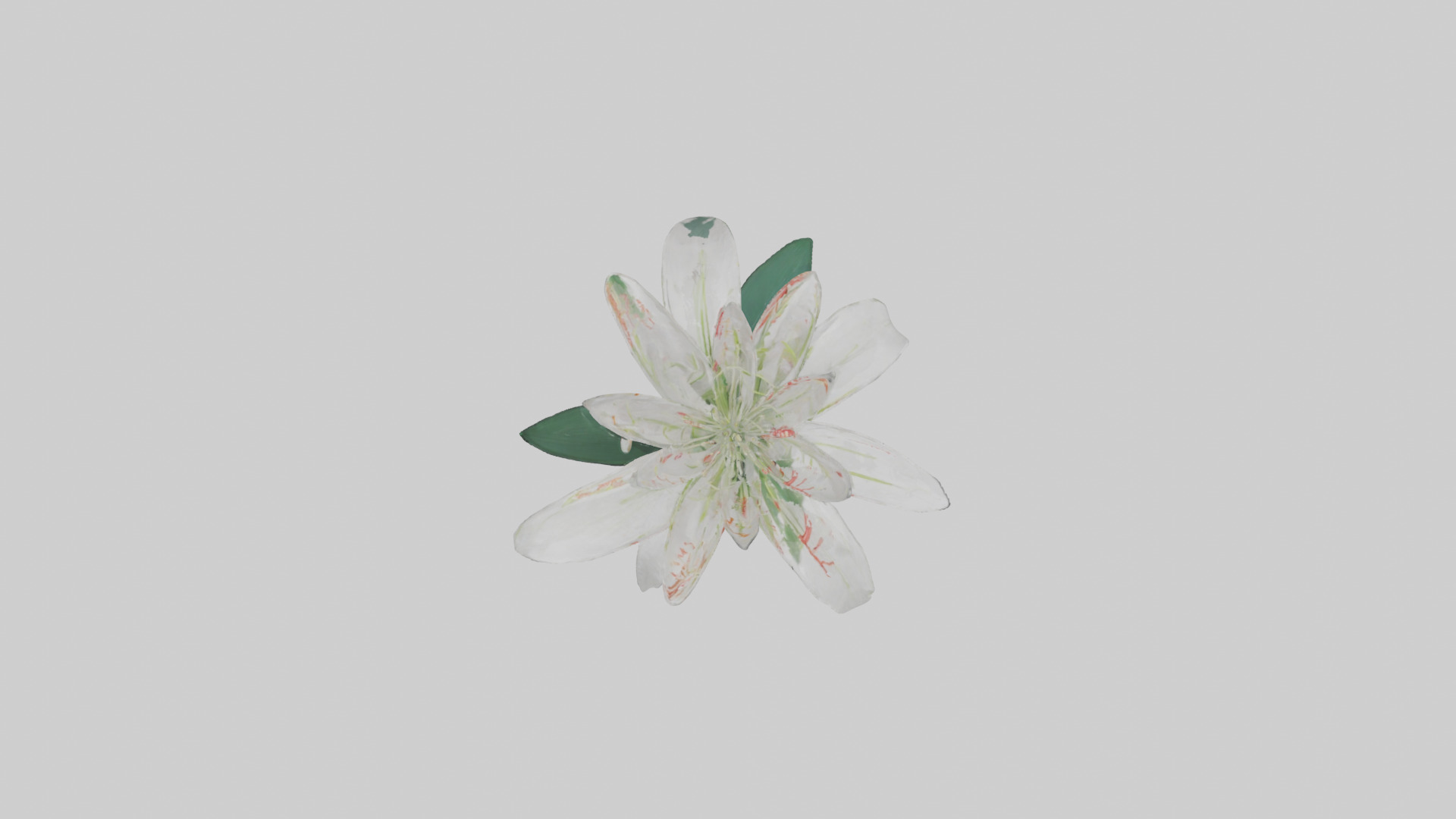 Spider Lily model 3D model_14