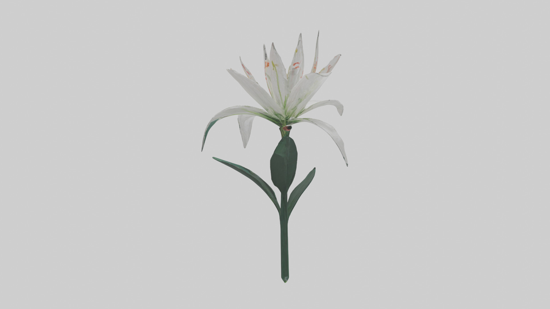 Spider Lily model 3D model_13