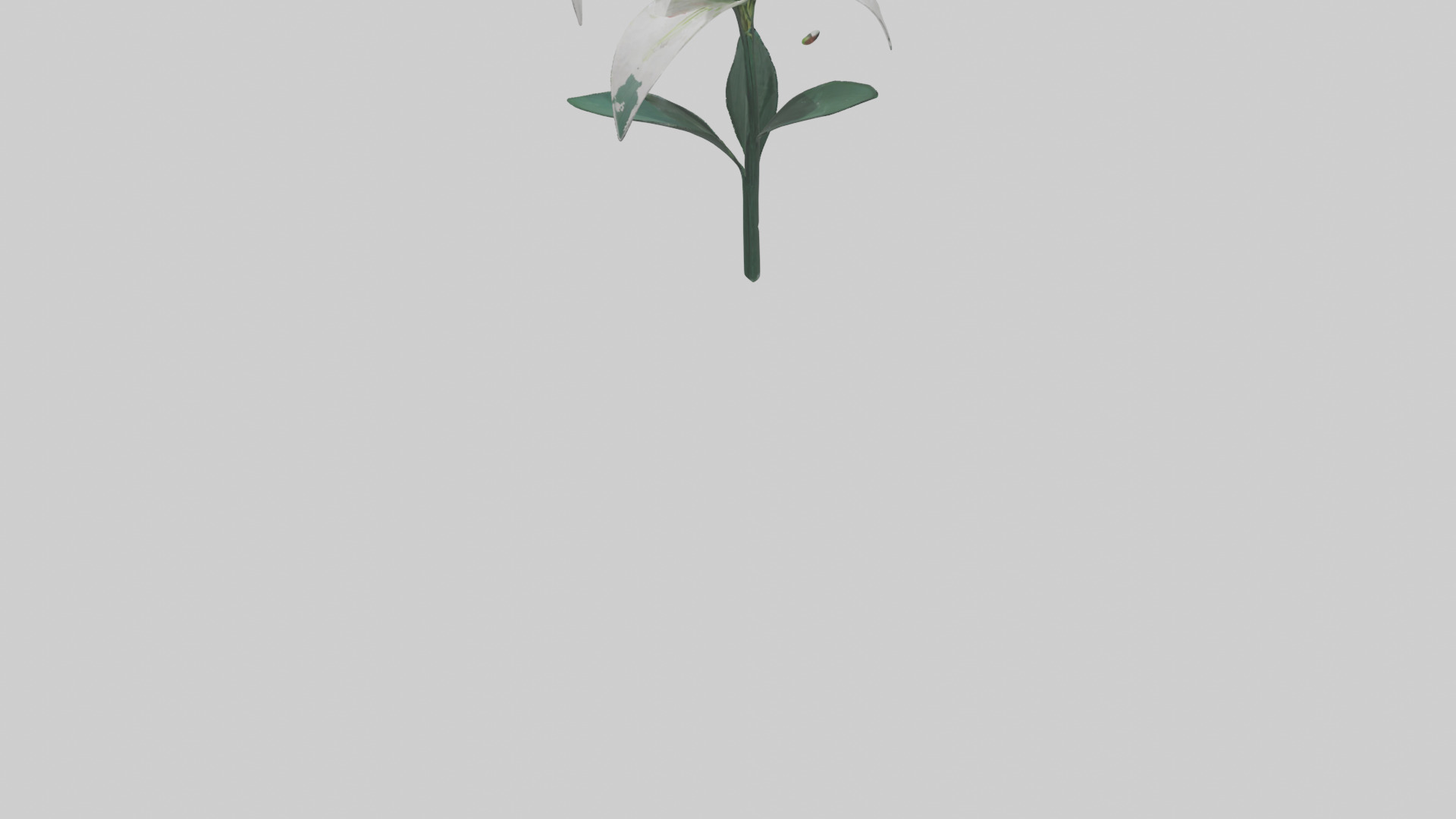 Spider Lily model 3D model_4