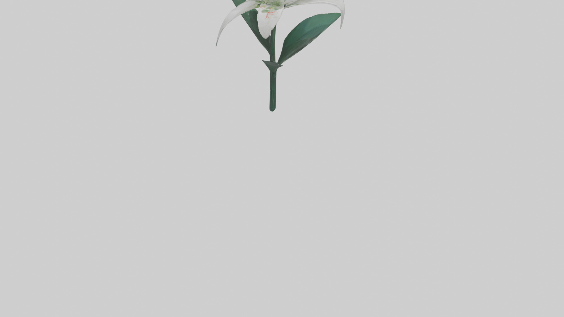 Spider Lily model 3D model_5