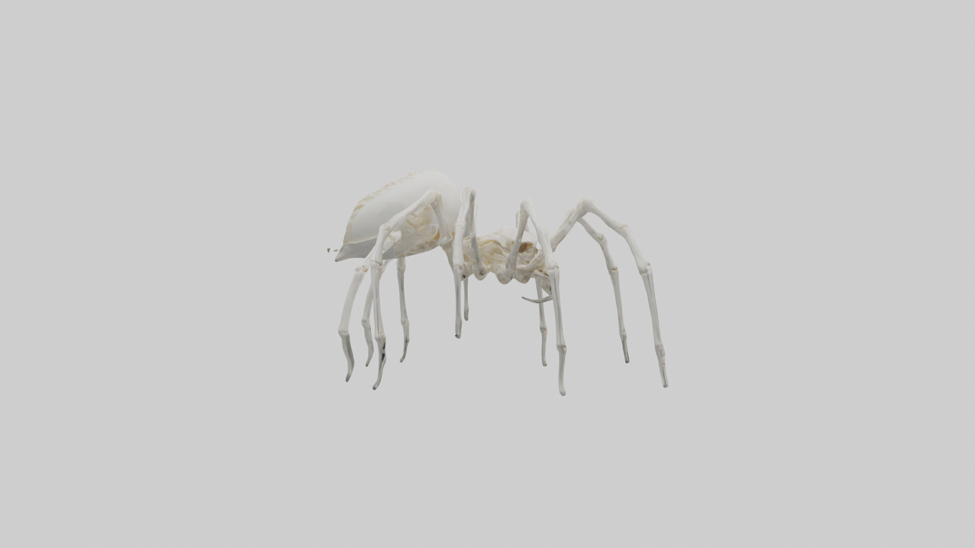 Spider Lily model 3D model_32