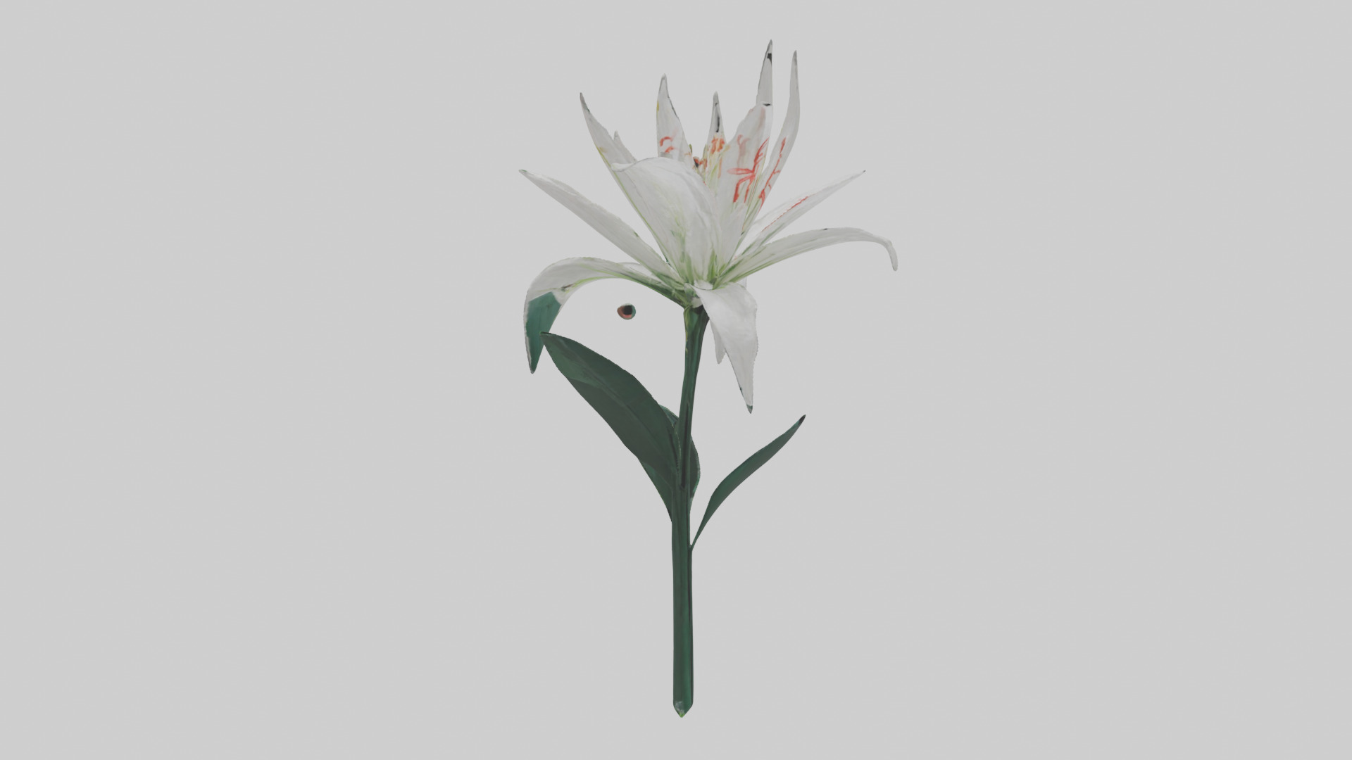Spider Lily model 3D model_11