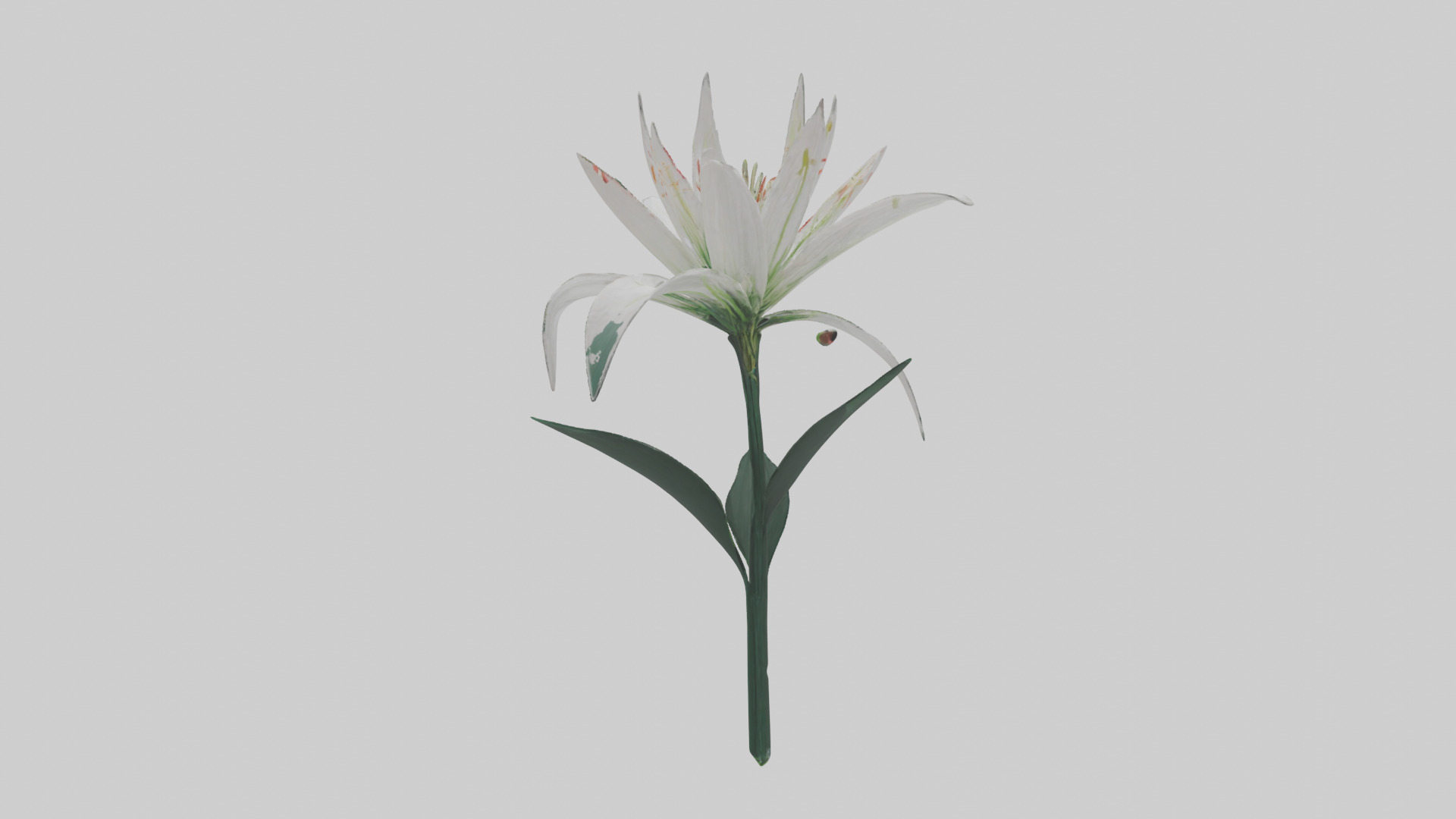 Spider Lily model 3D model_2