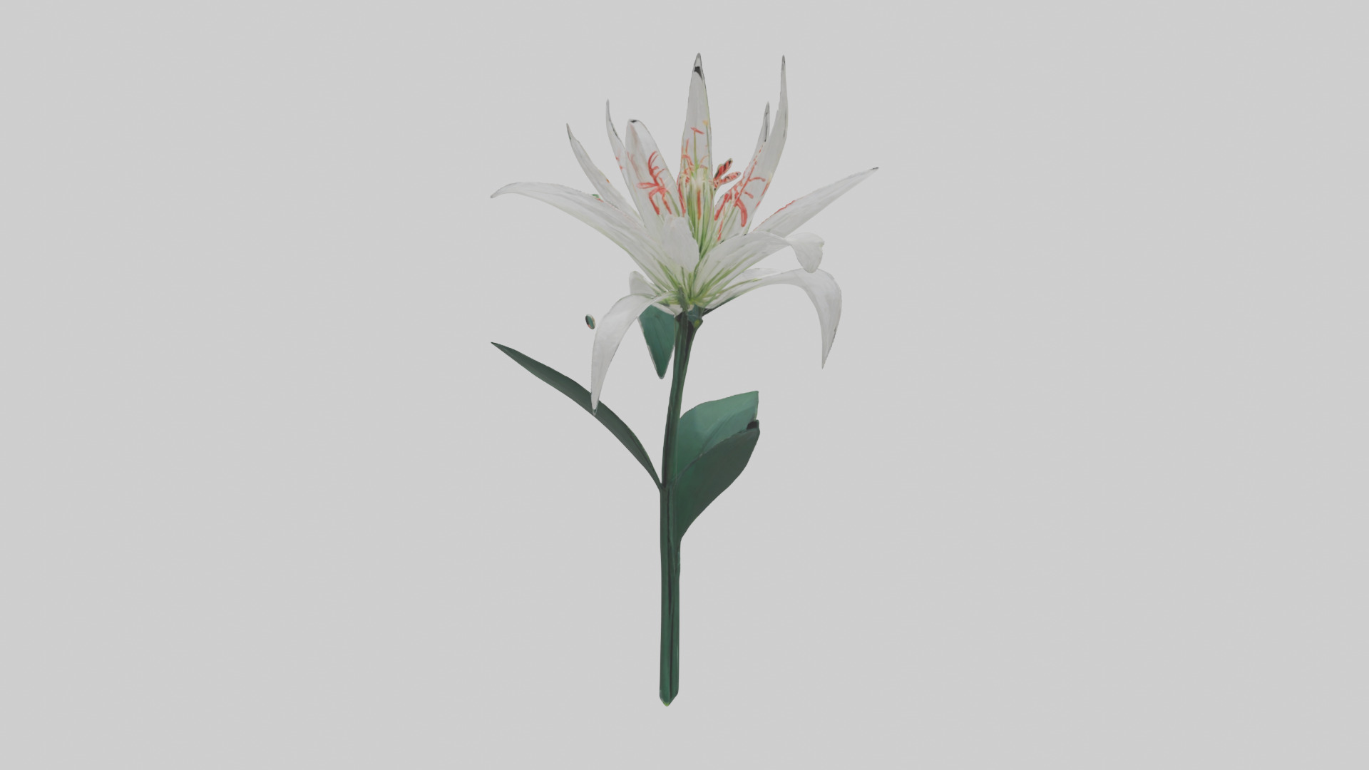 Spider Lily model 3D model_9
