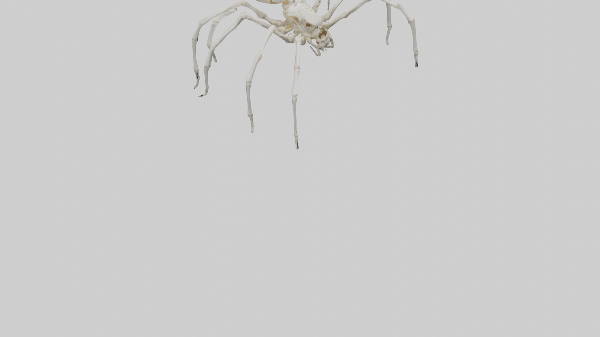 Spider Lily model 3D model_25