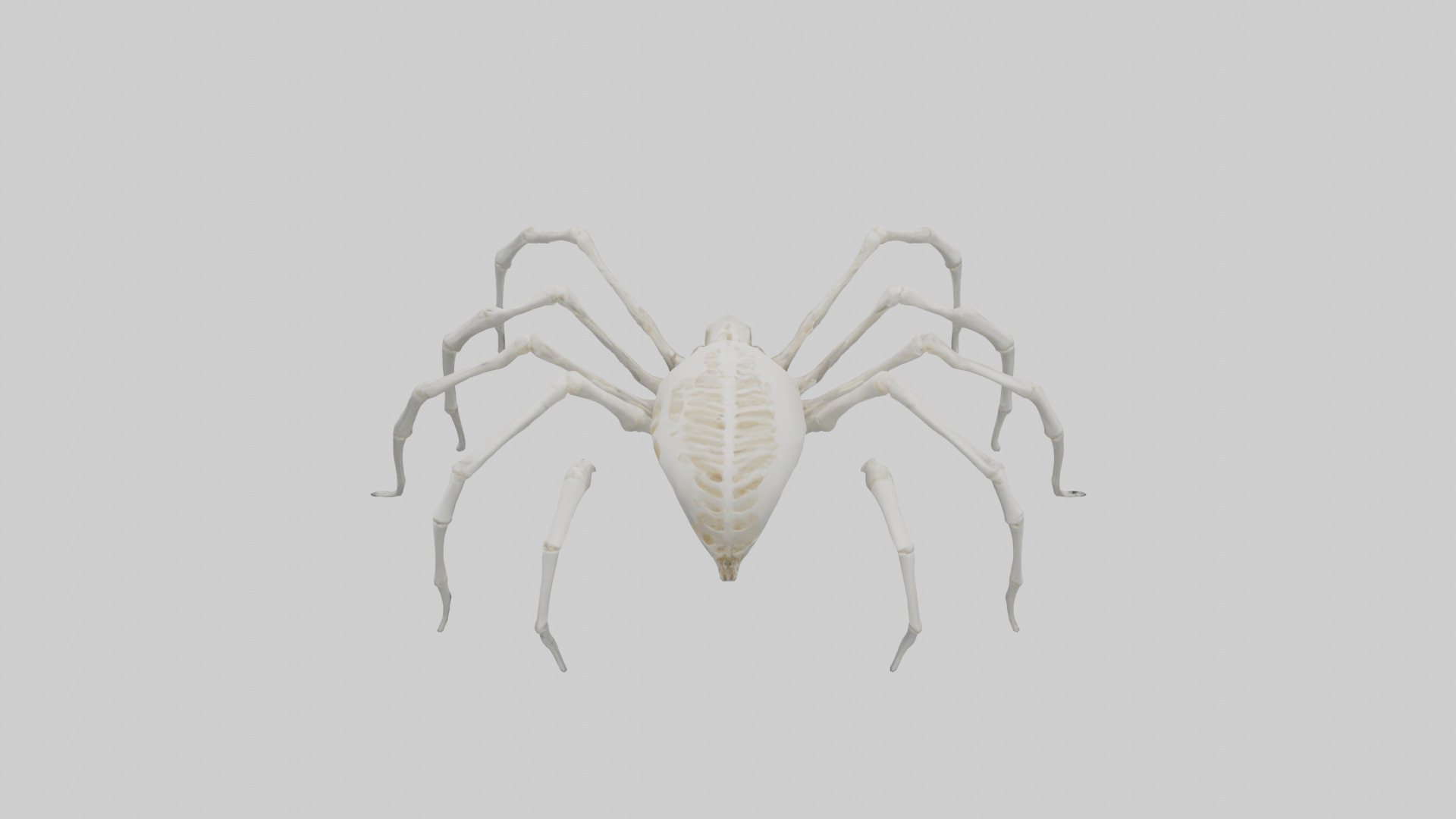 Spider Lily model 3D model_34