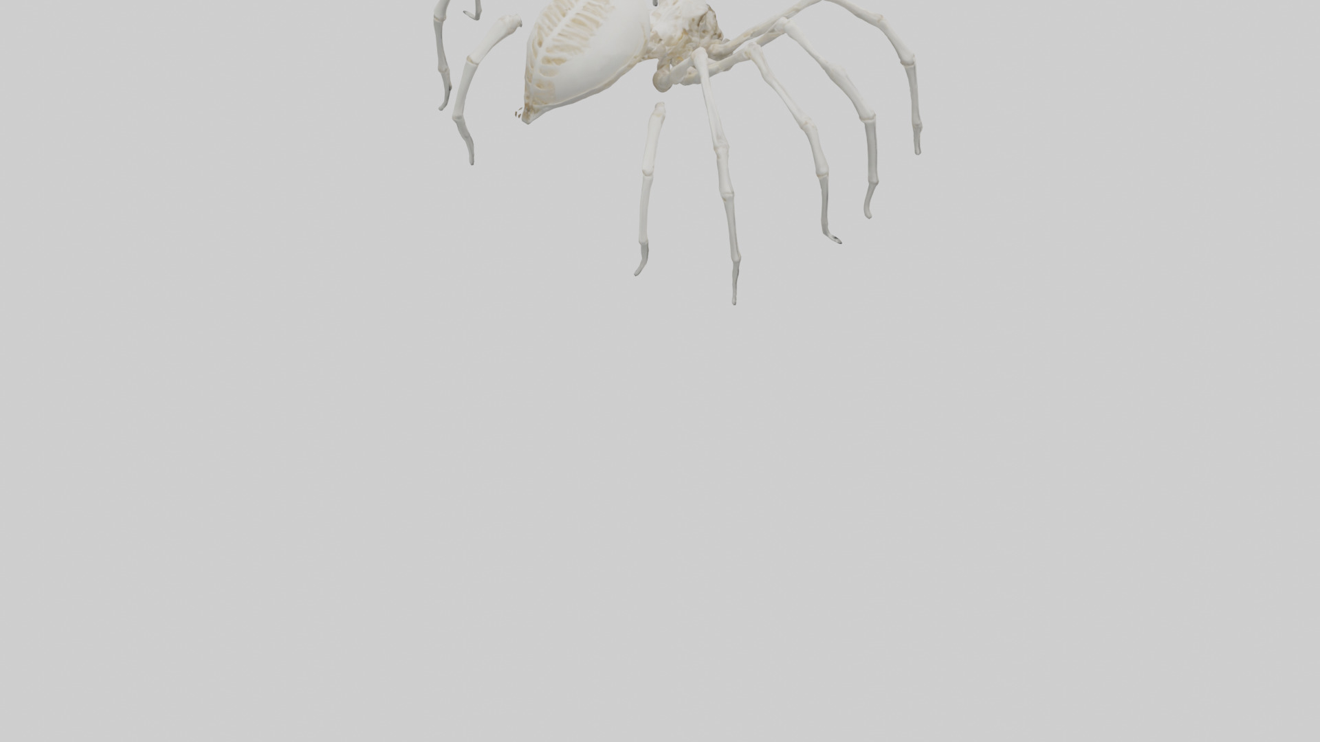 Spider Lily model 3D model_23