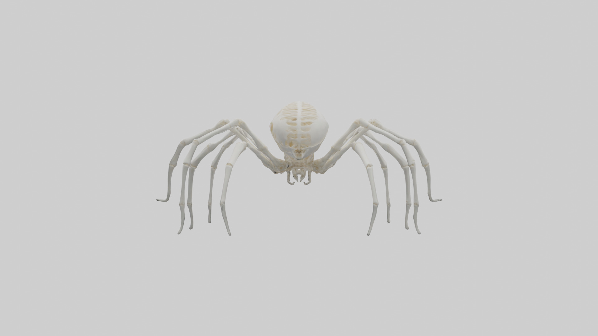 Spider Lily model 3D model_19