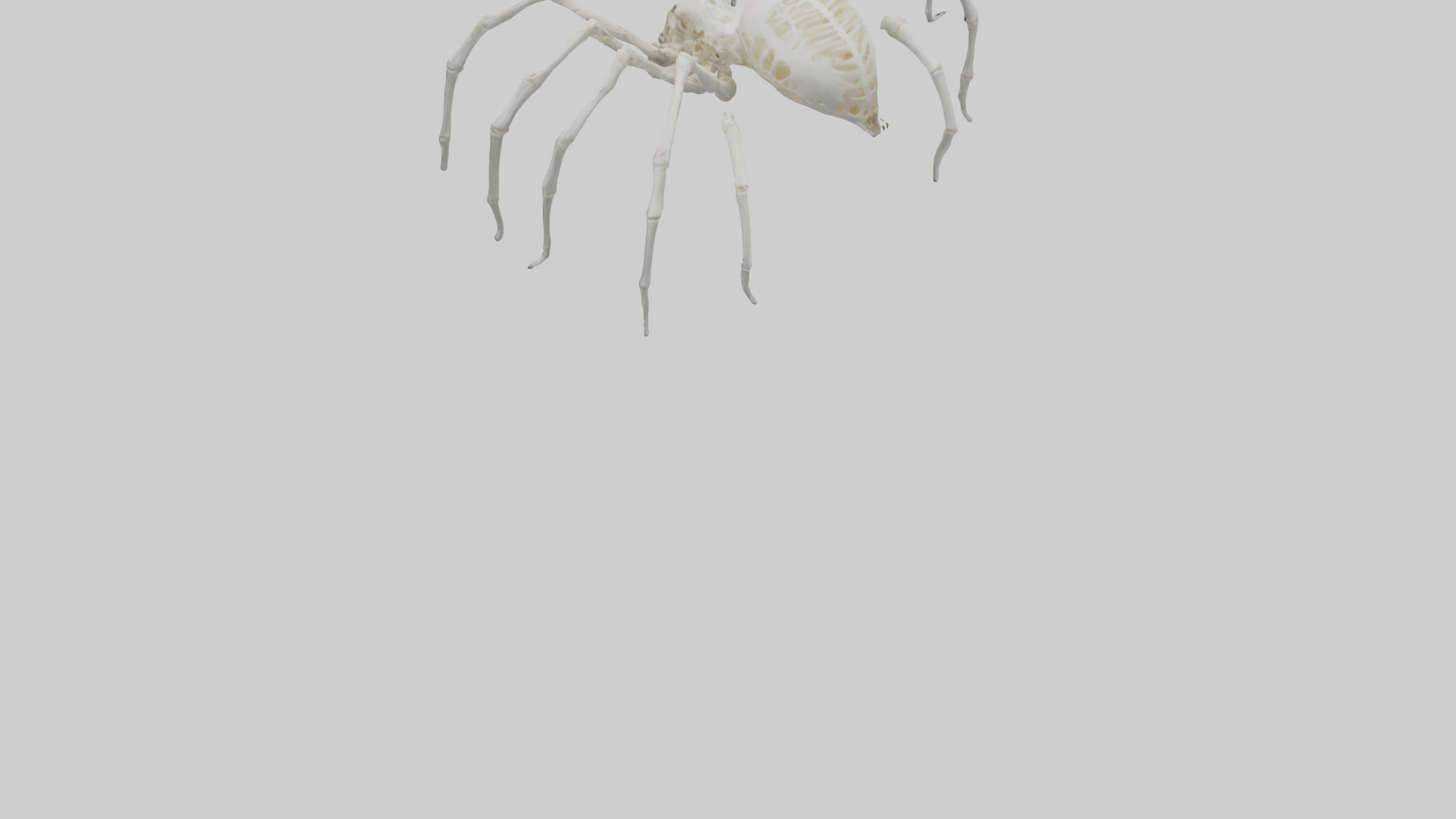 Spider Lily model 3D model_22