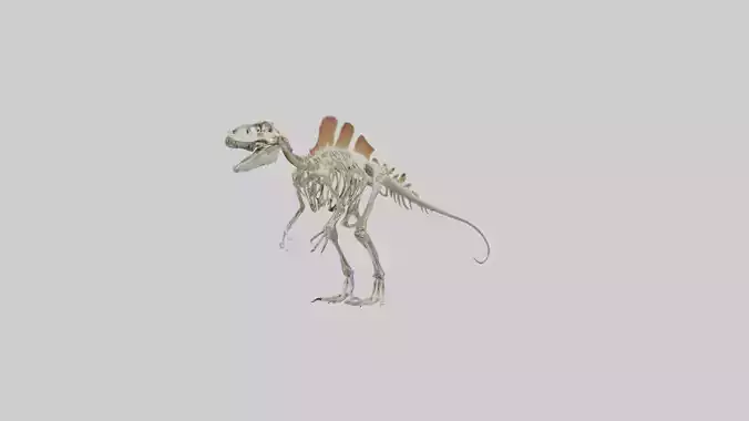 Spinosaurus Skeleton model