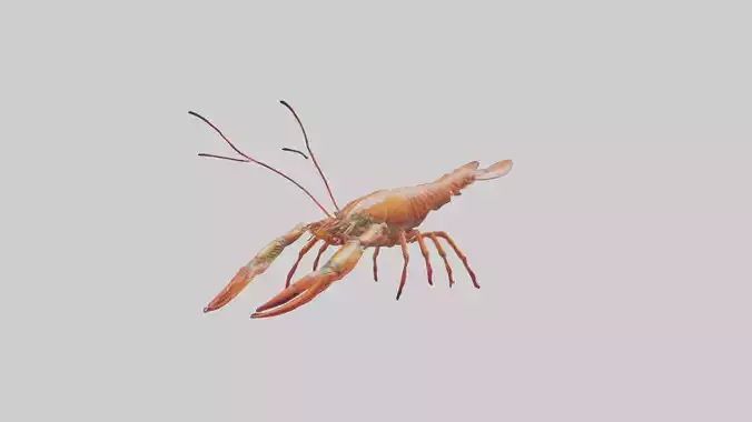 Spiny Lobster crawling model