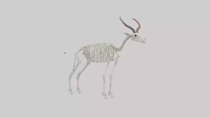 Springbok Skeleton model