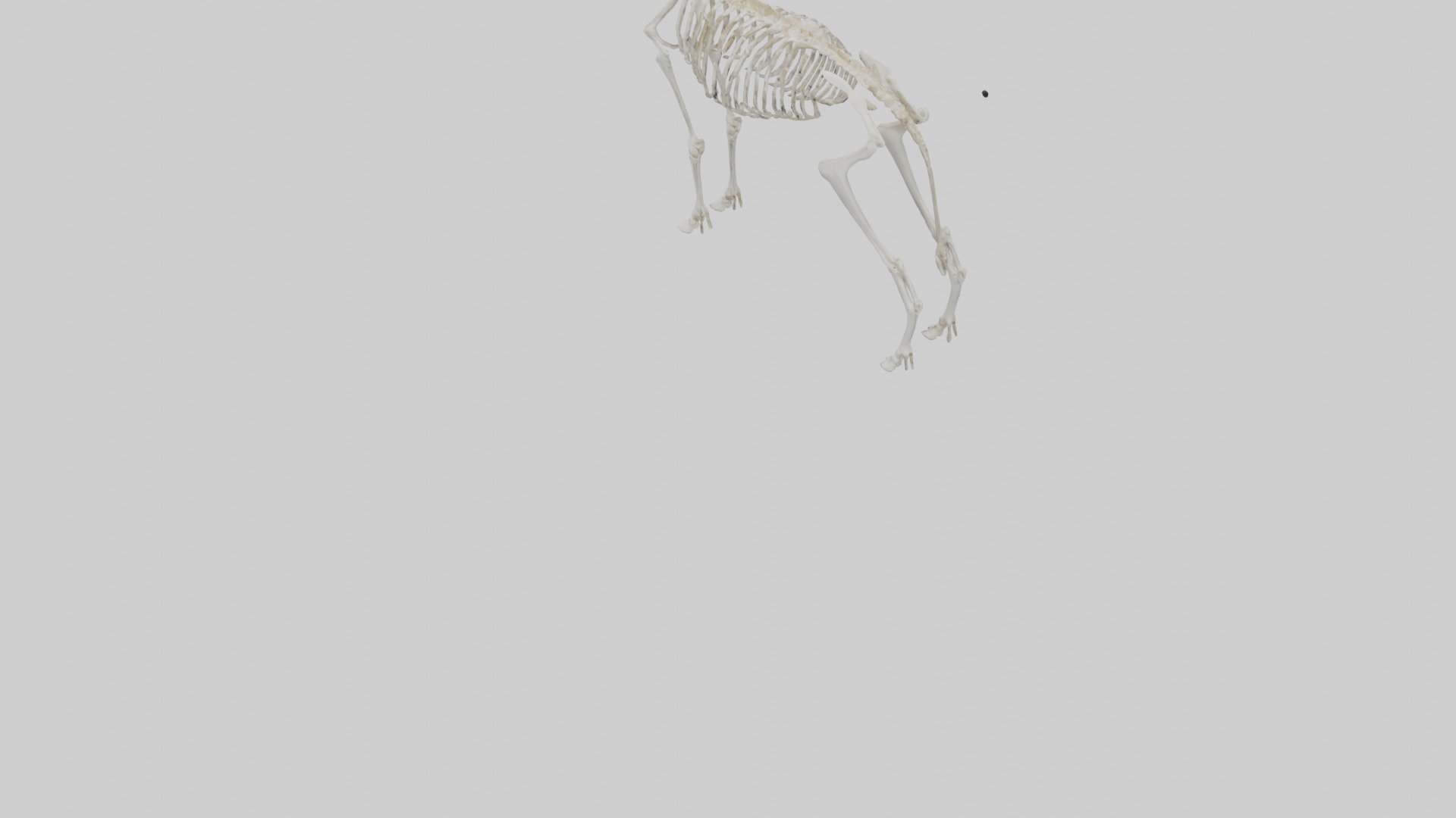Springbok Skeleton model 3D model_4