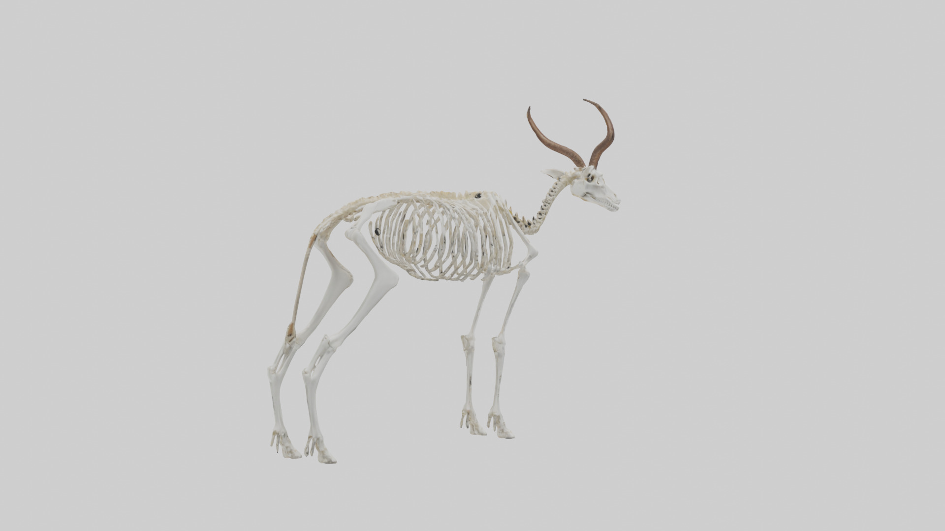 Springbok Skeleton model 3D model_3