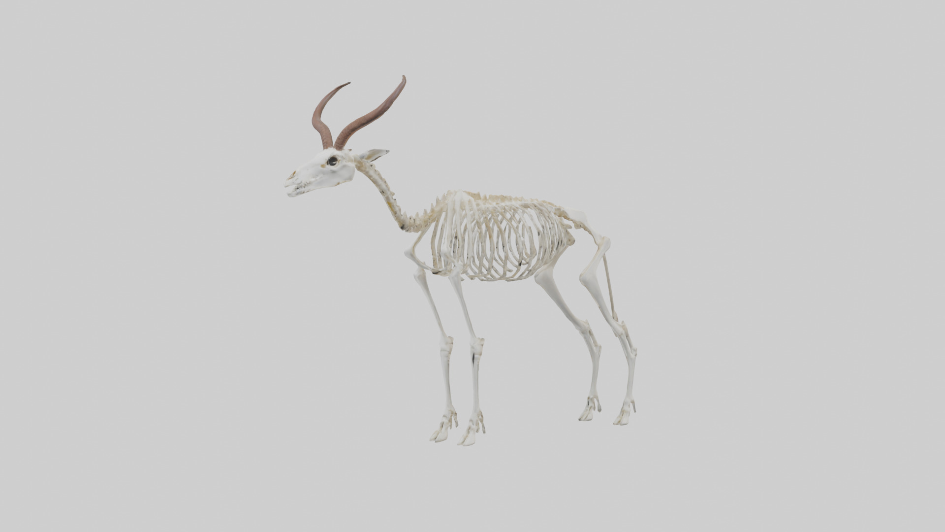 Springbok Skeleton model 3D model_10