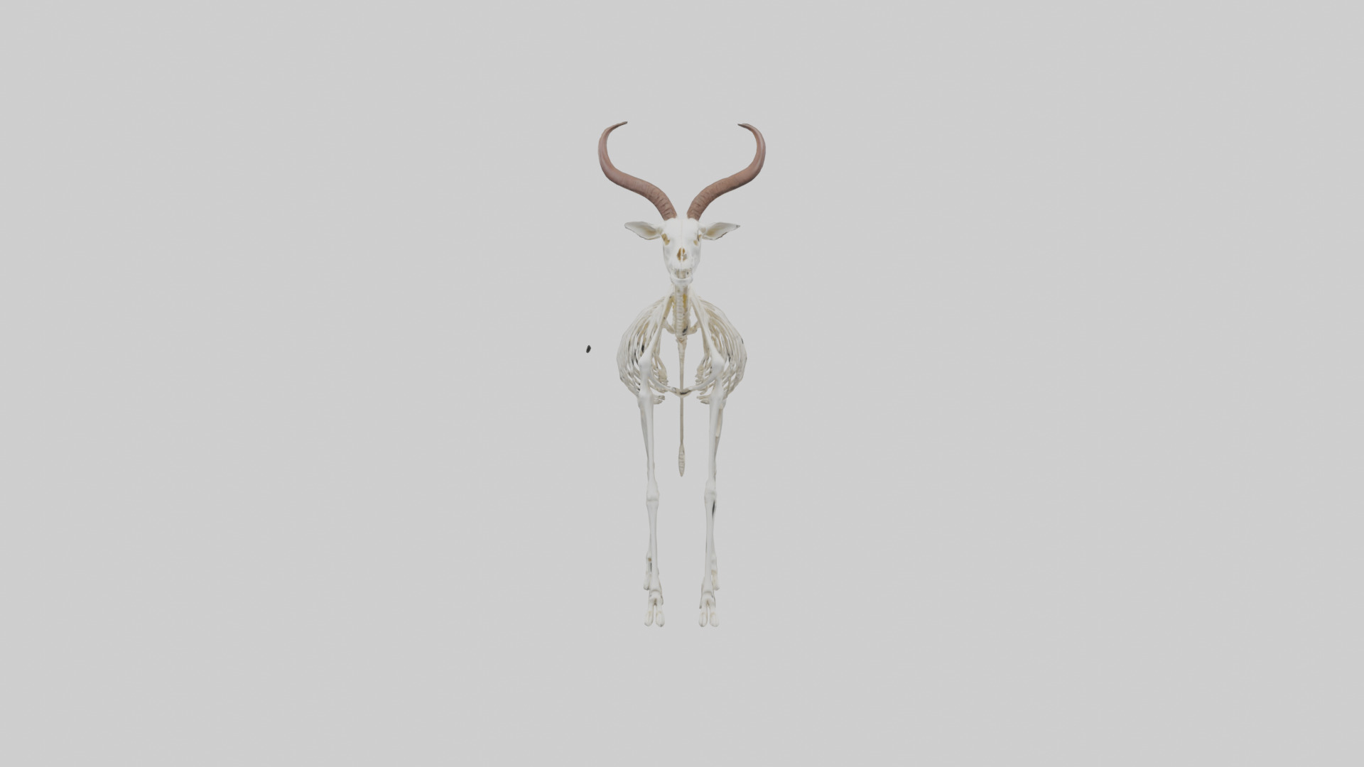 Springbok Skeleton model 3D model_9