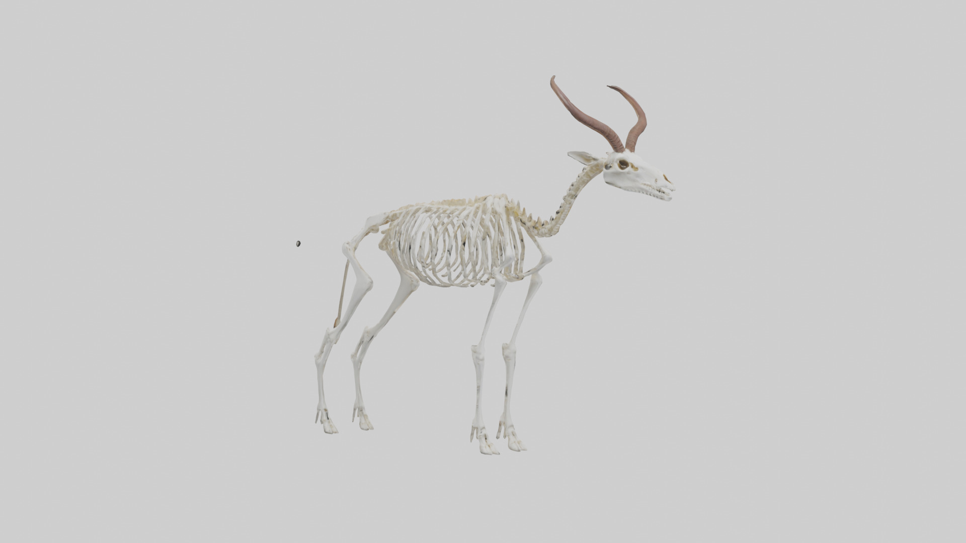 Springbok Skeleton model 3D model_11