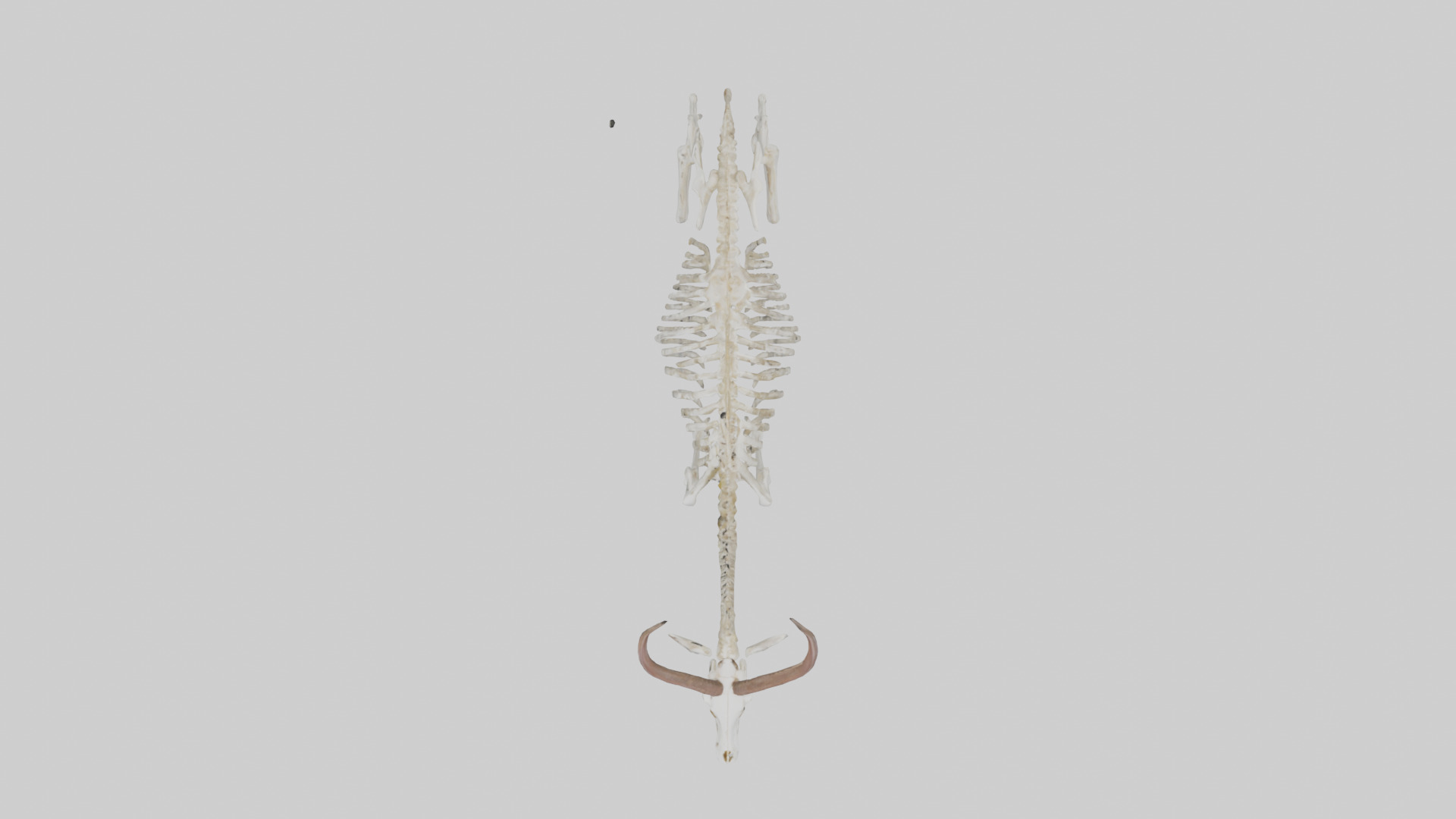 Springbok Skeleton model 3D model_14