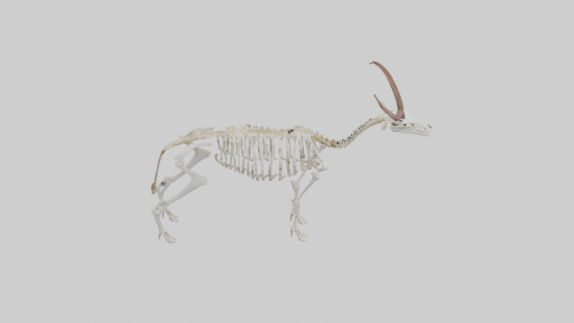 Springbok Skeleton model 3D model_18