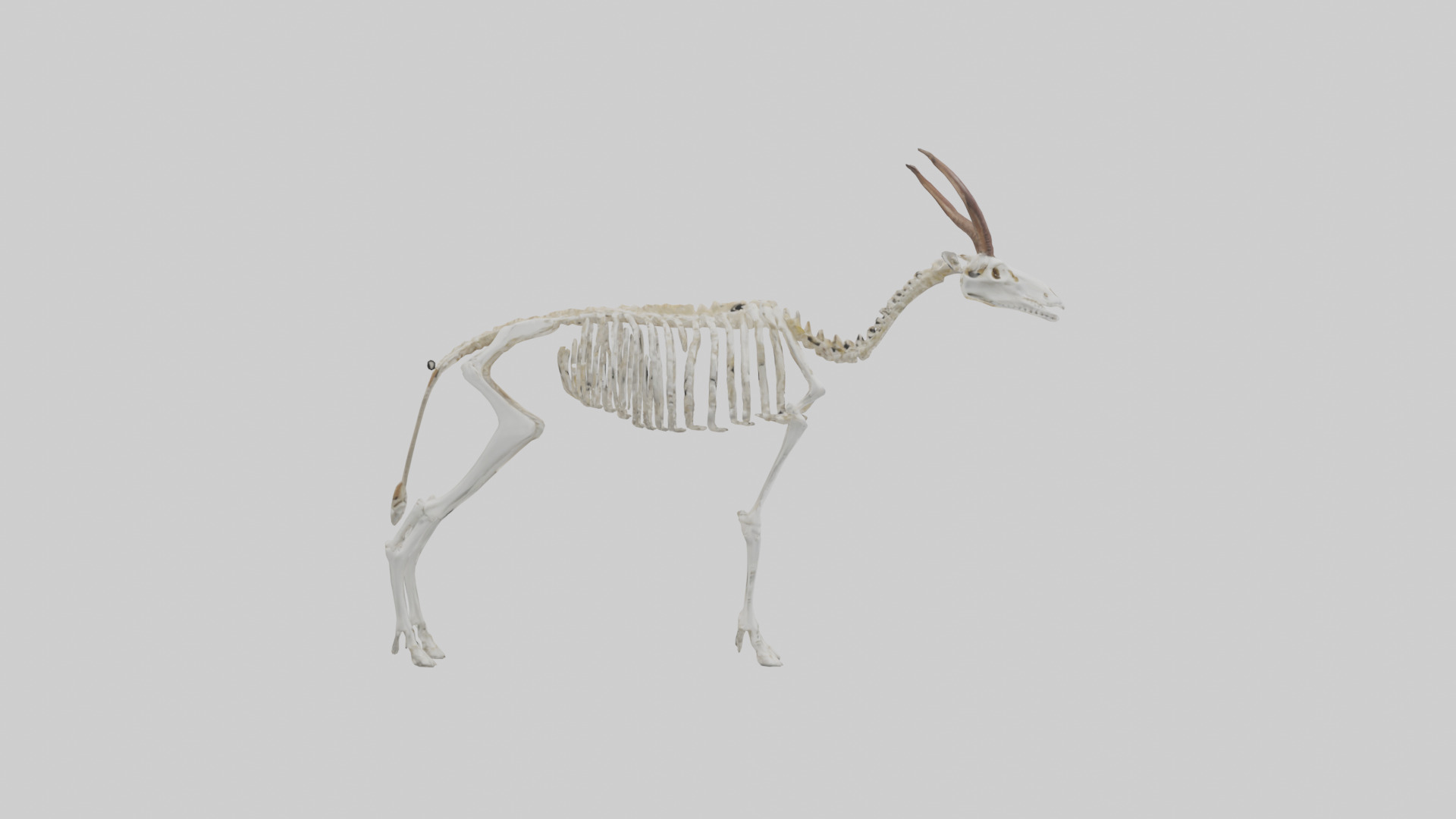 Springbok Skeleton model 3D model_13