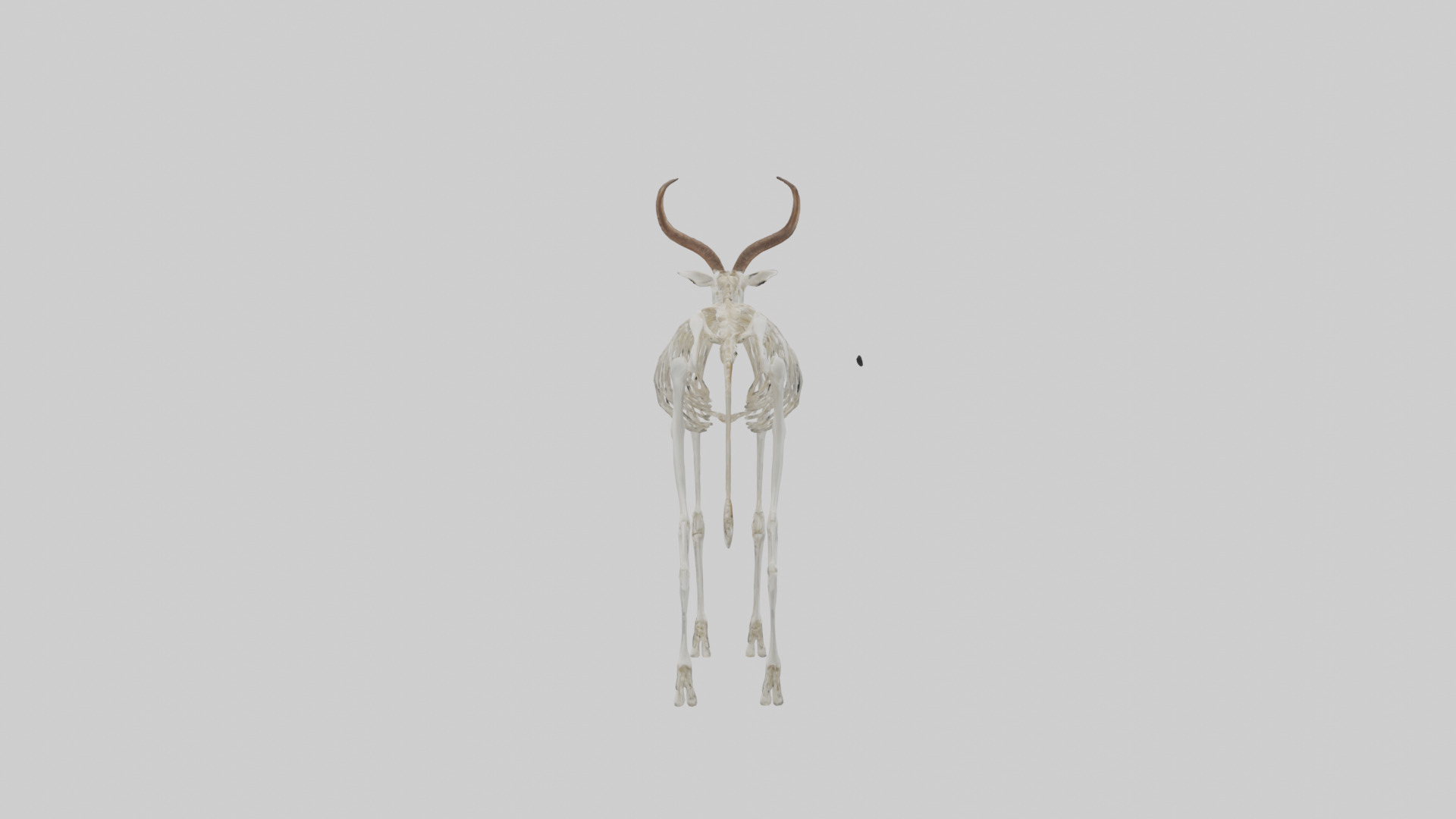 Springbok Skeleton model 3D model_1