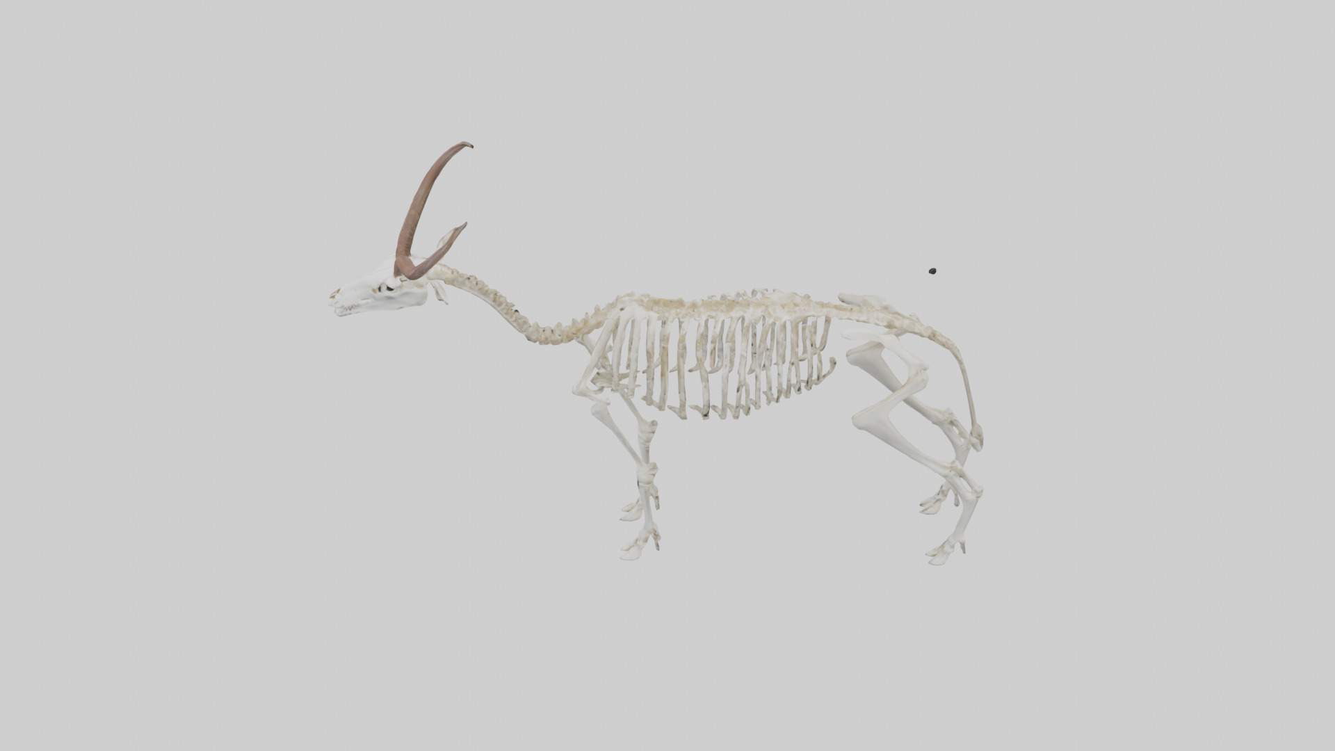 Springbok Skeleton model 3D model_17