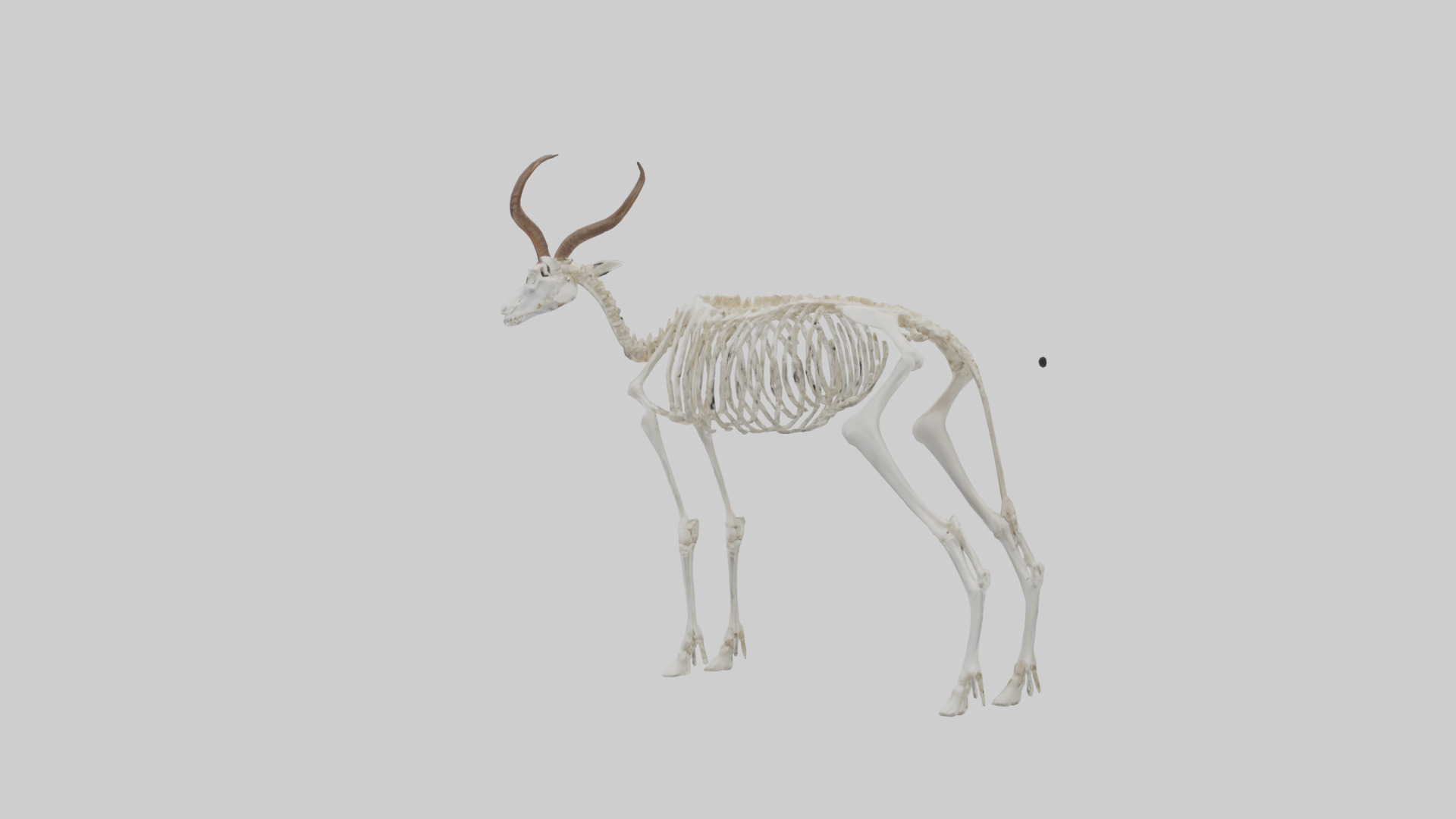 Springbok Skeleton model 3D model_2
