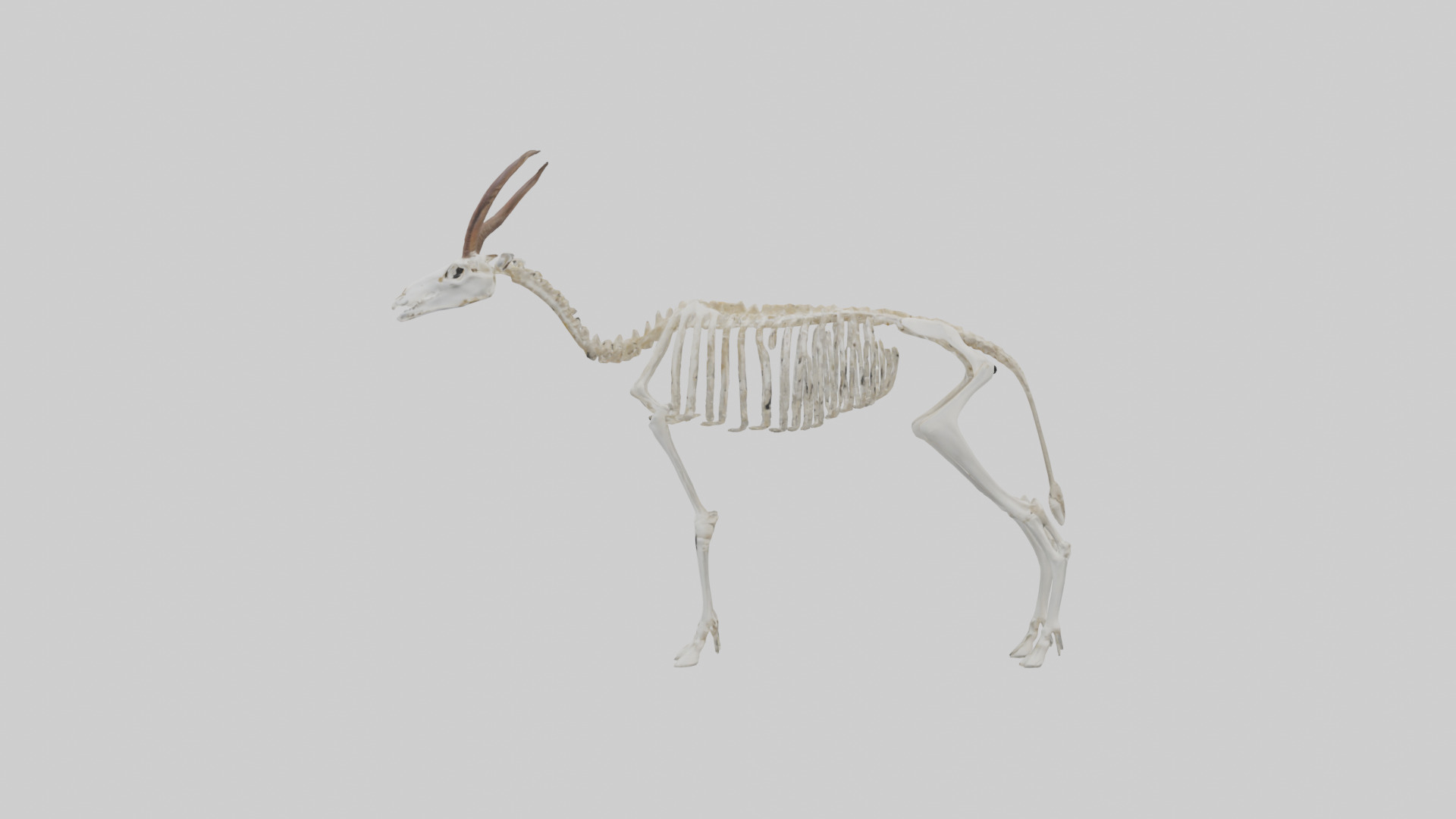 Springbok Skeleton model 3D model_12