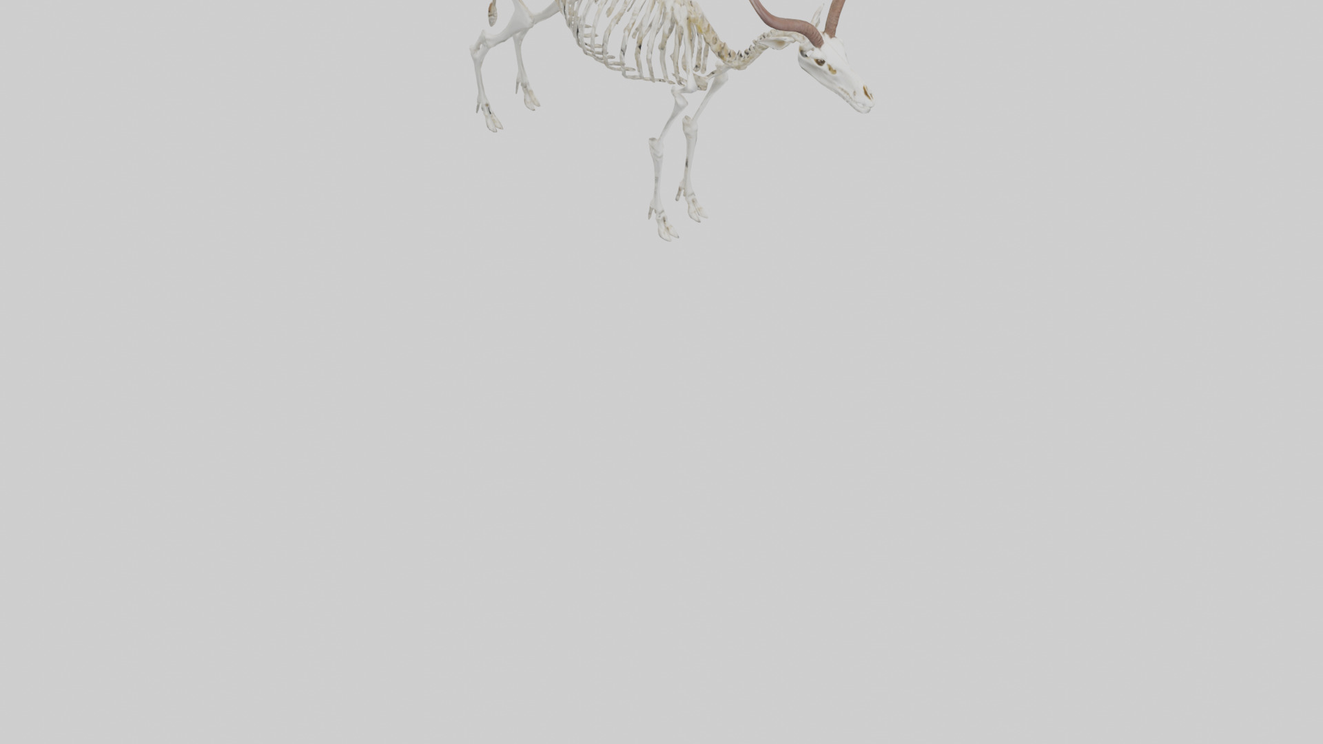 Springbok Skeleton model 3D model_7