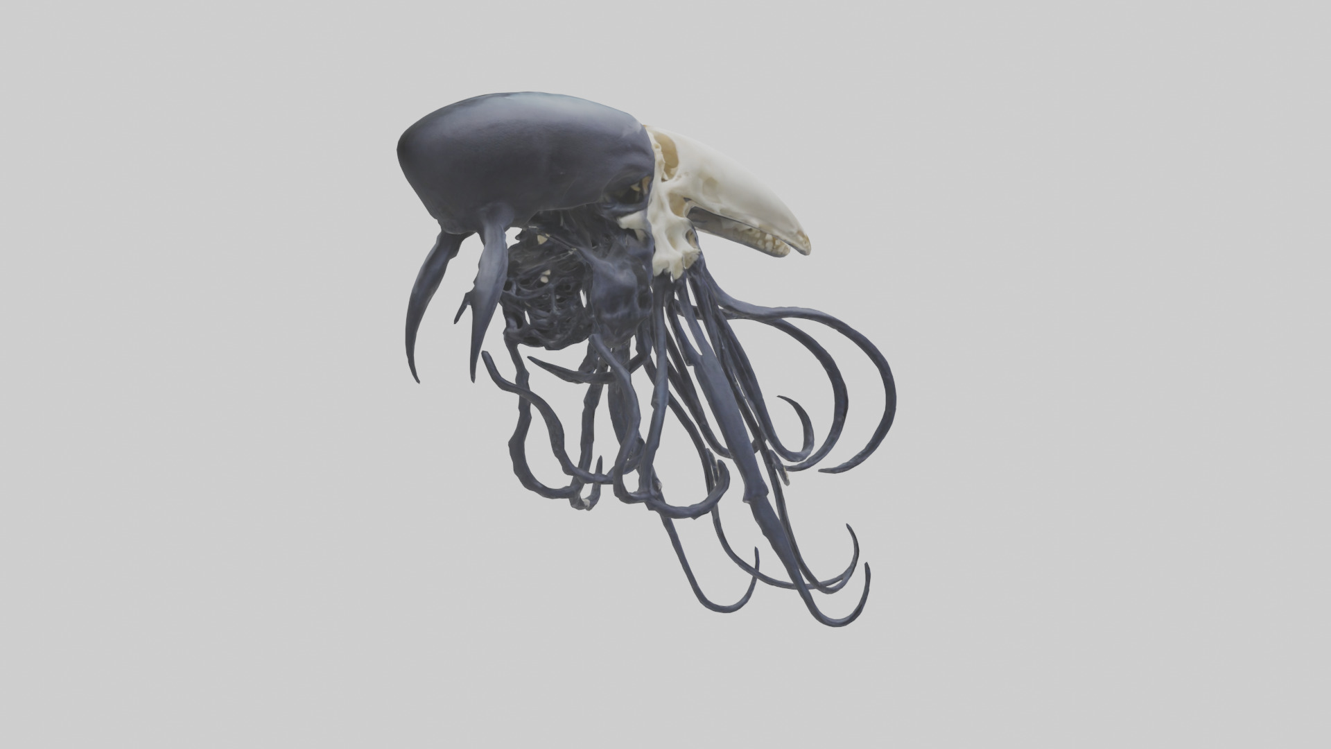 Squid Ink Skeleton model 3D model_2