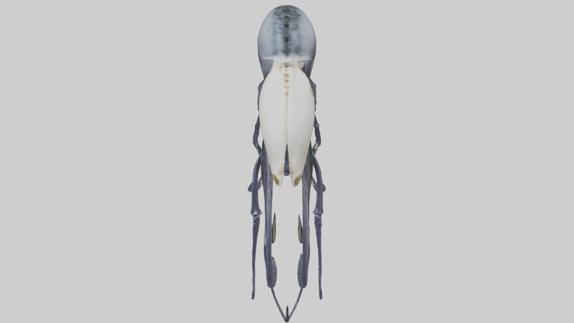 Squid Ink Skeleton model 3D model_16