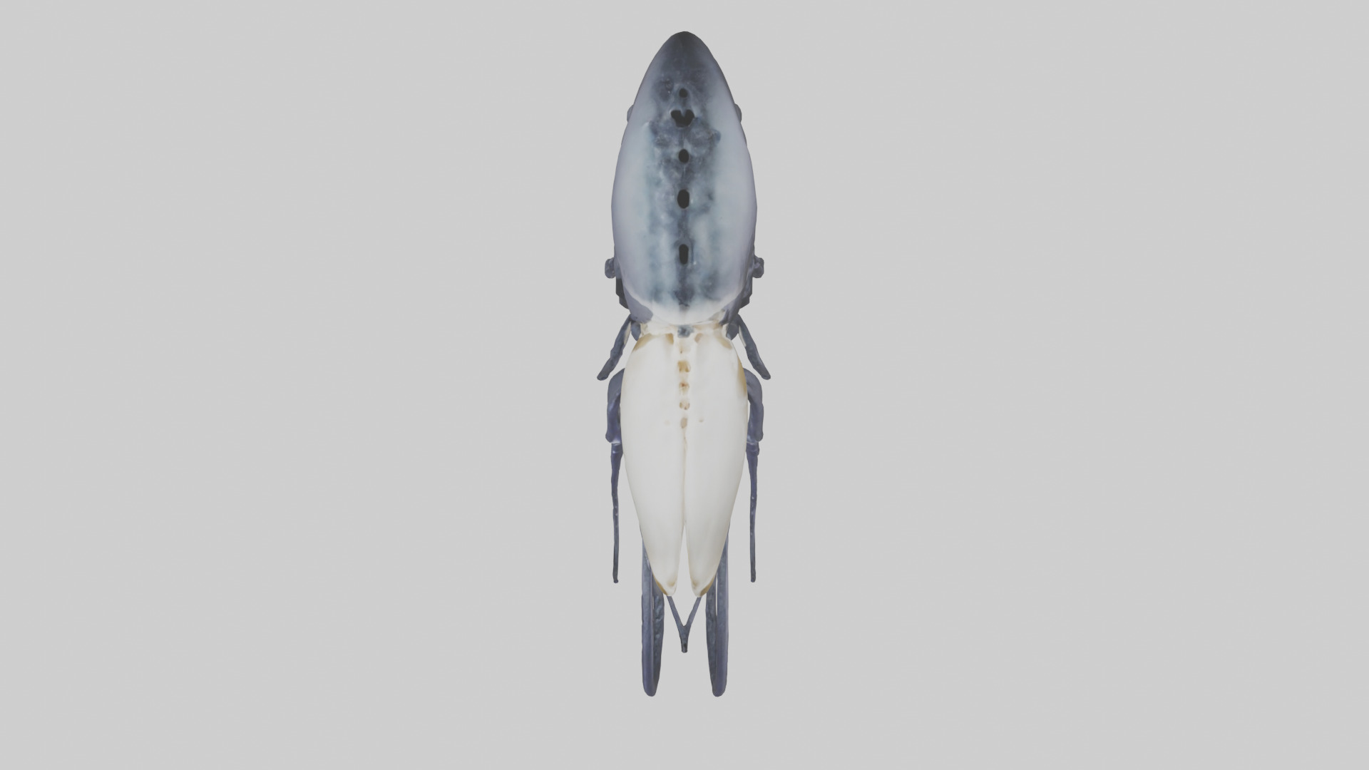 Squid Ink Skeleton model 3D model_14