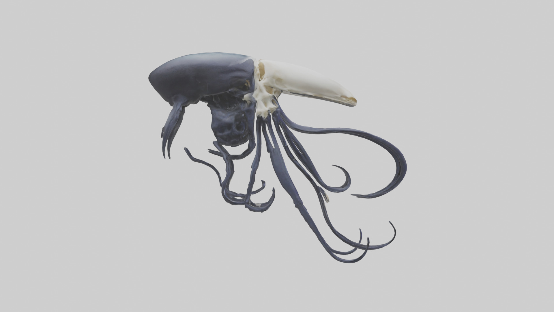 Squid Ink Skeleton model 3D model_13