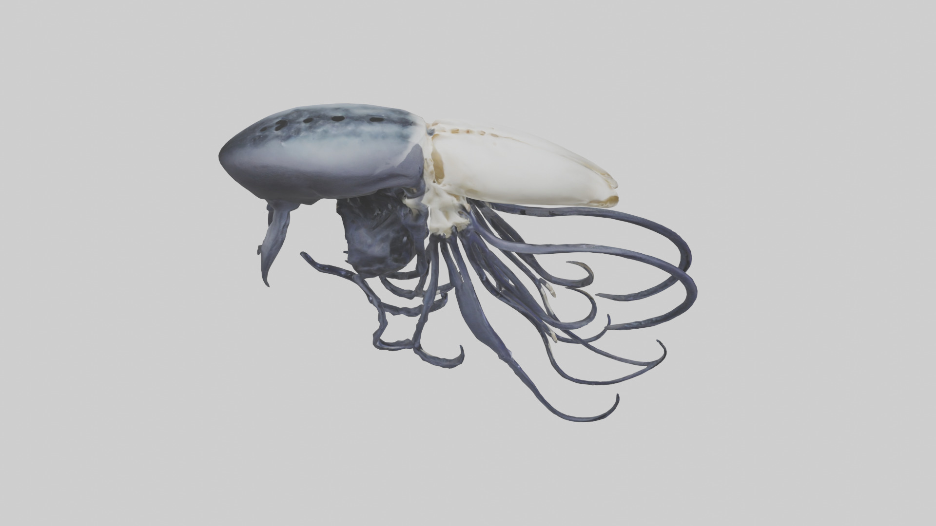 Squid Ink Skeleton model 3D model_18