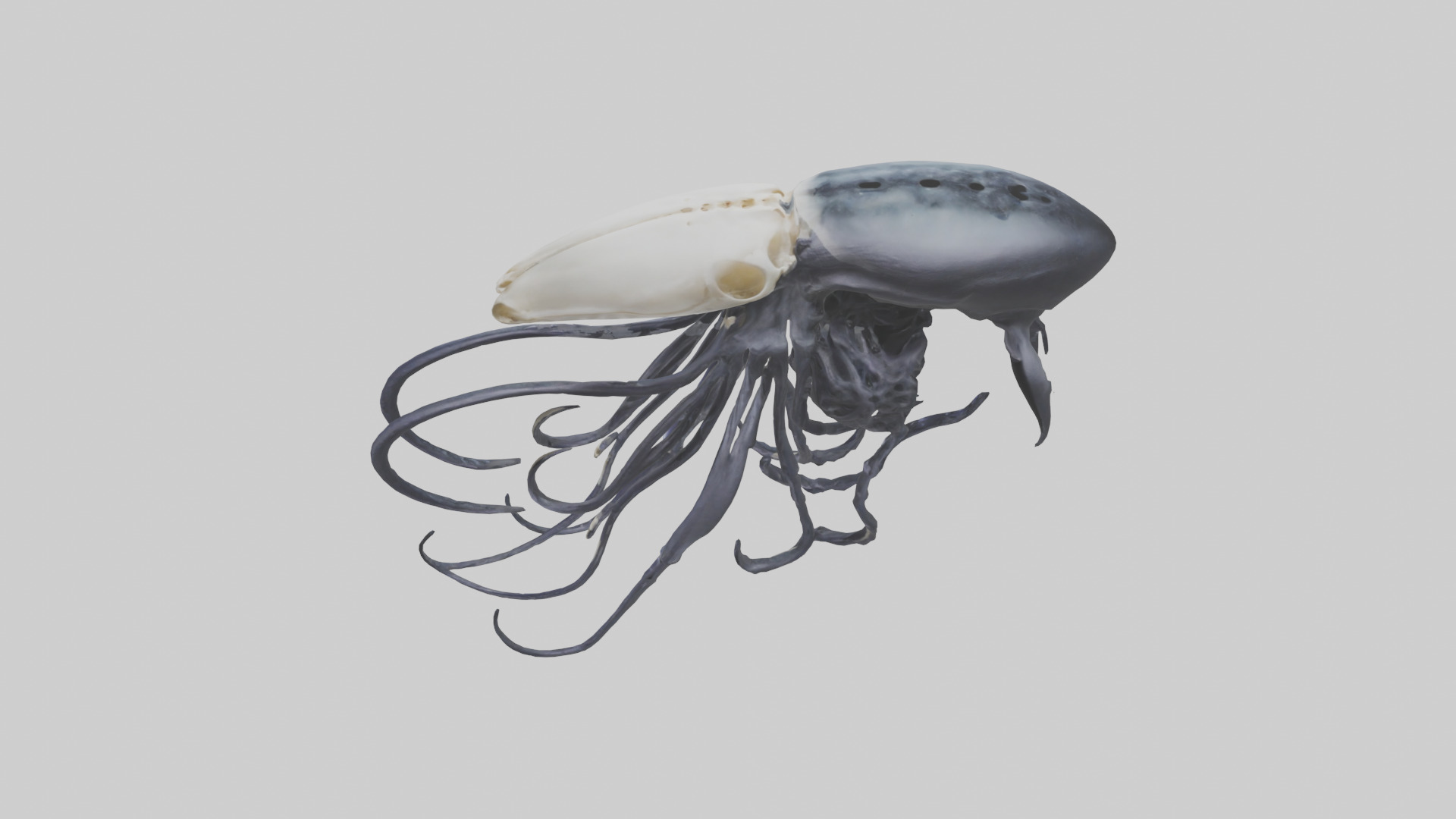 Squid Ink Skeleton model 3D model_17