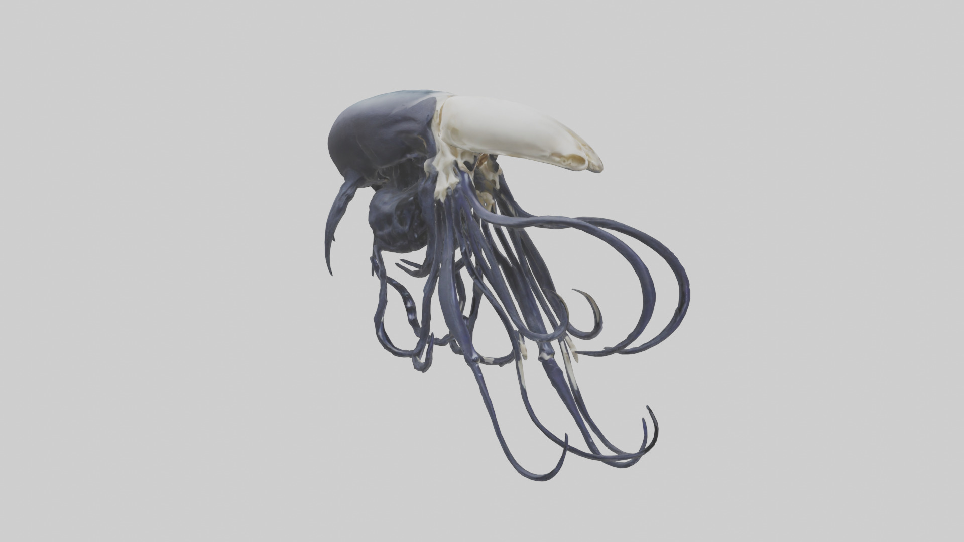 Squid Ink Skeleton model 3D model_11