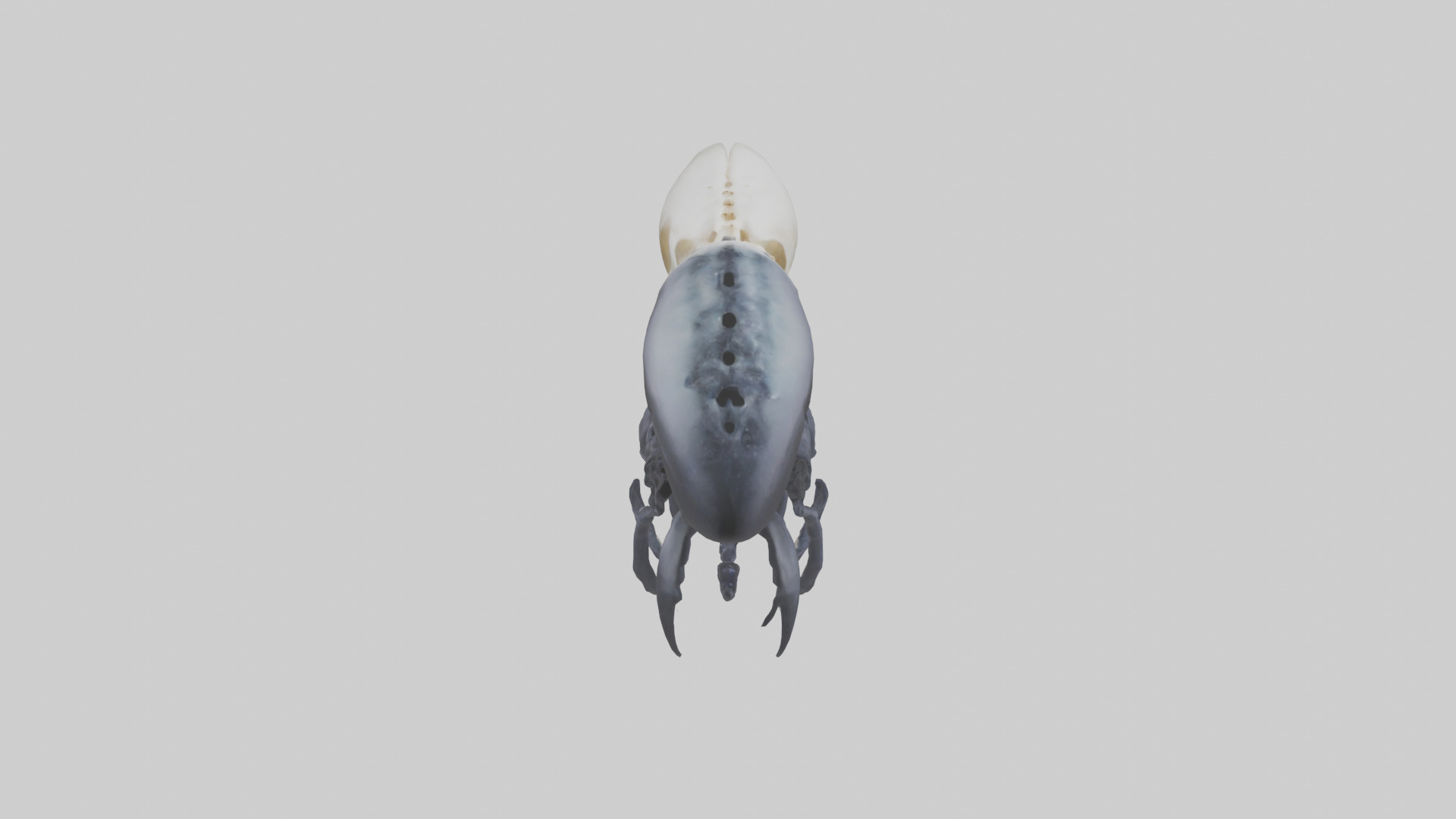 Squid Ink Skeleton model 3D model_15