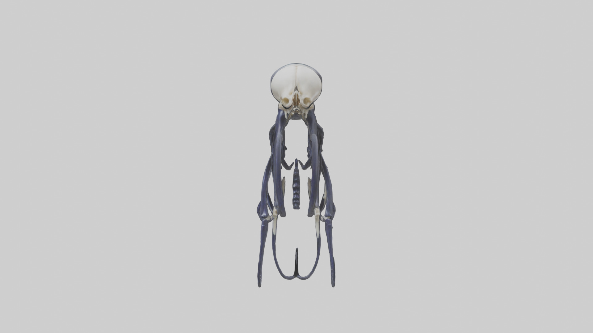 Squid Ink Skeleton model 3D model_9