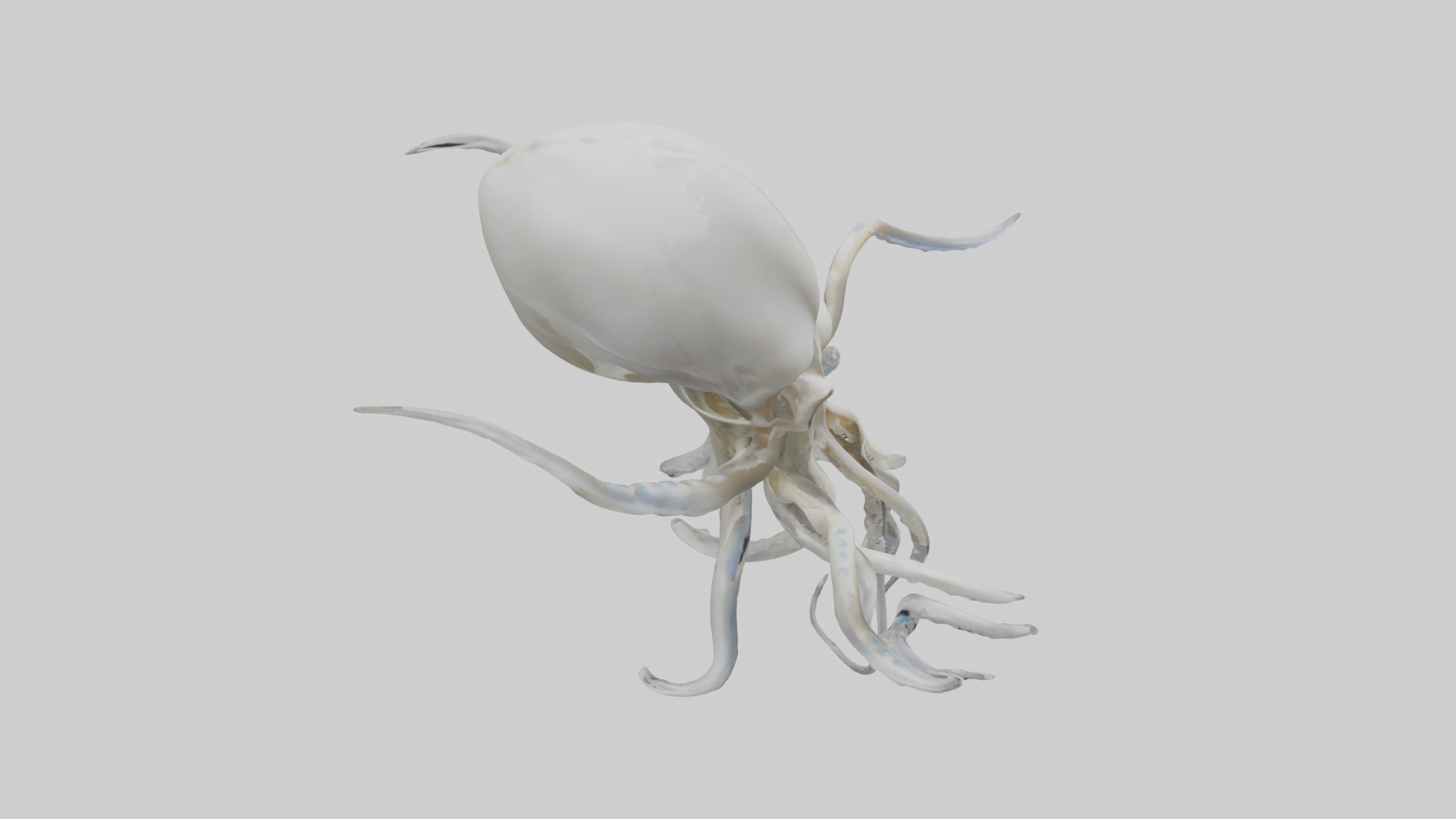 Squid Skeleton model 3D model_18