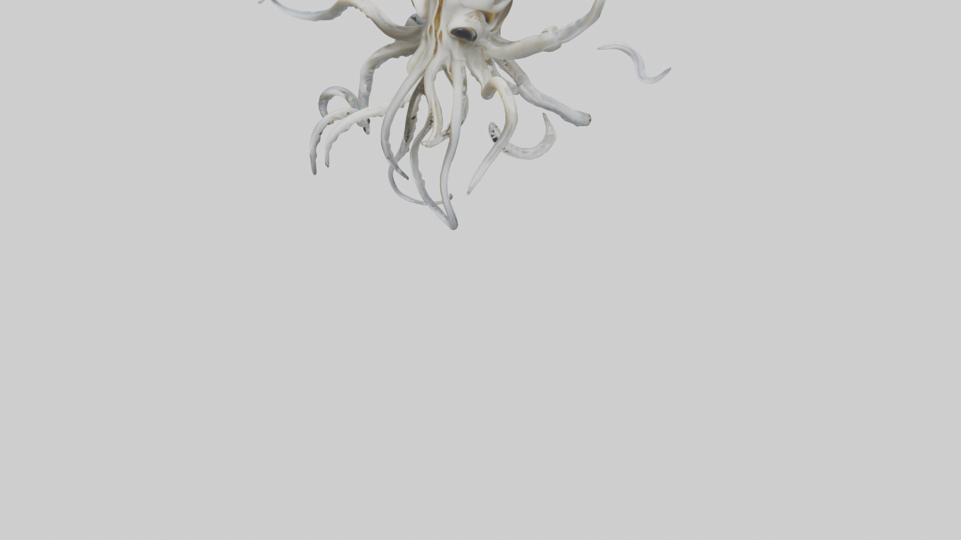 Squid Skeleton model 3D model_6