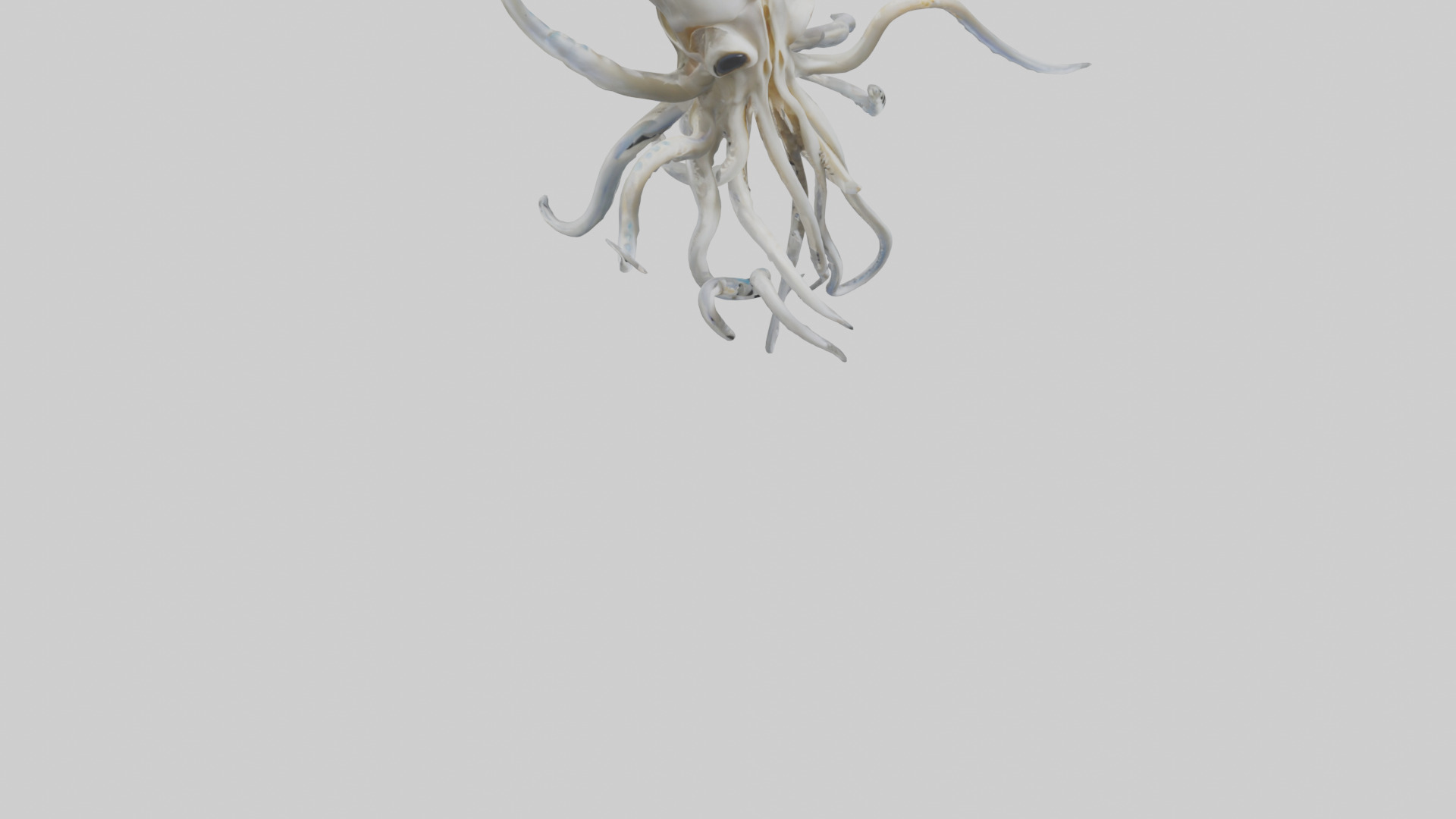 Squid Skeleton model 3D model_7