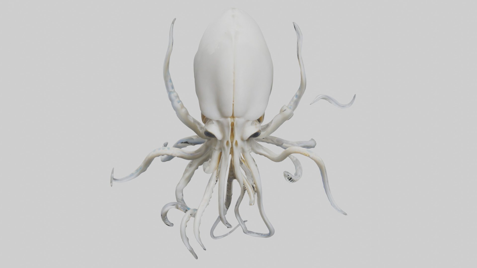 Squid Skeleton model 3D model_16
