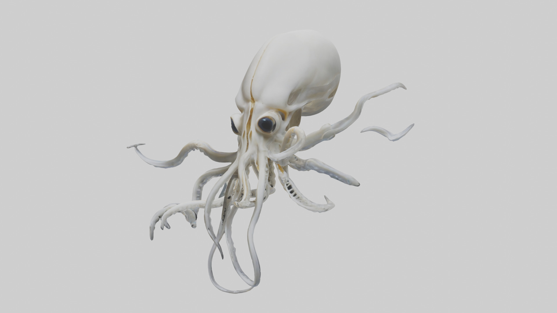 Squid Skeleton model 3D model_10